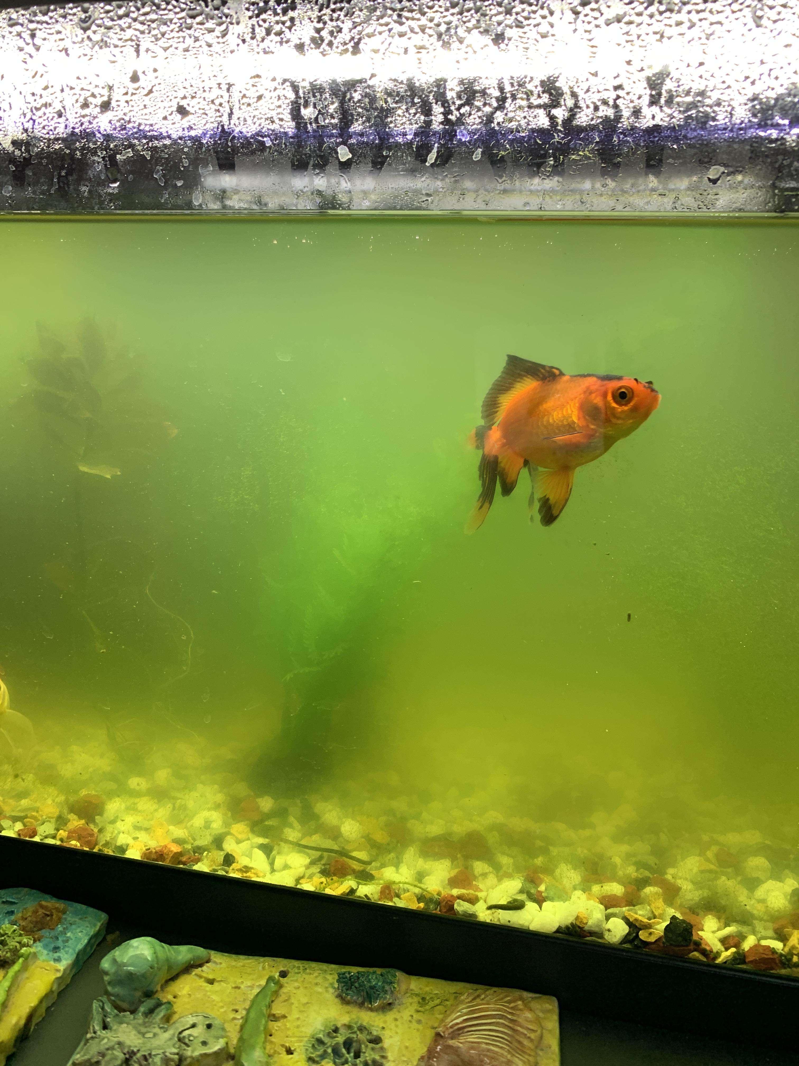 Help with water. Fish aren’t neglected but the water seems to go murky