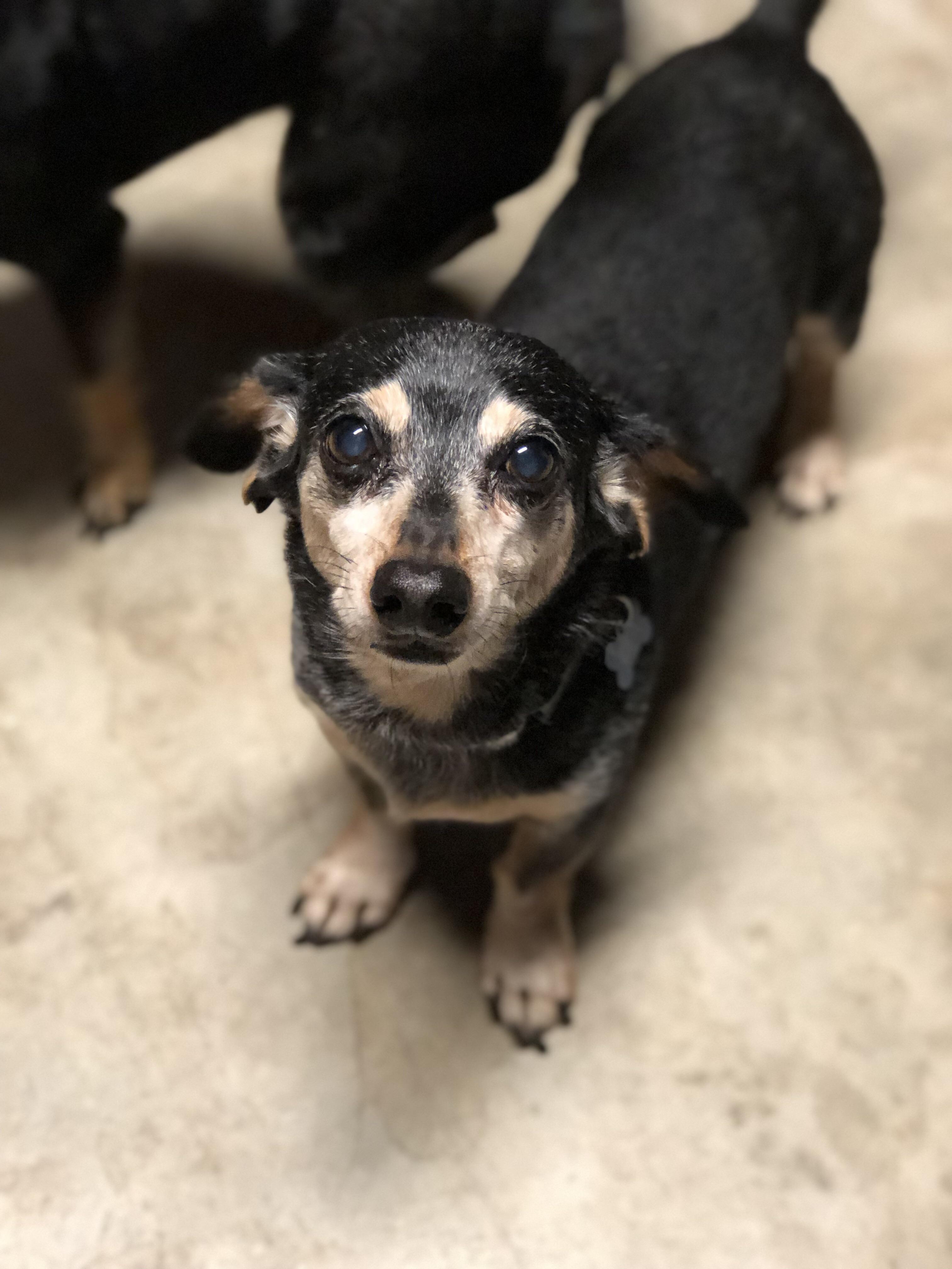 My 11 year old minidachshund, Zeus. He never holds still long enough