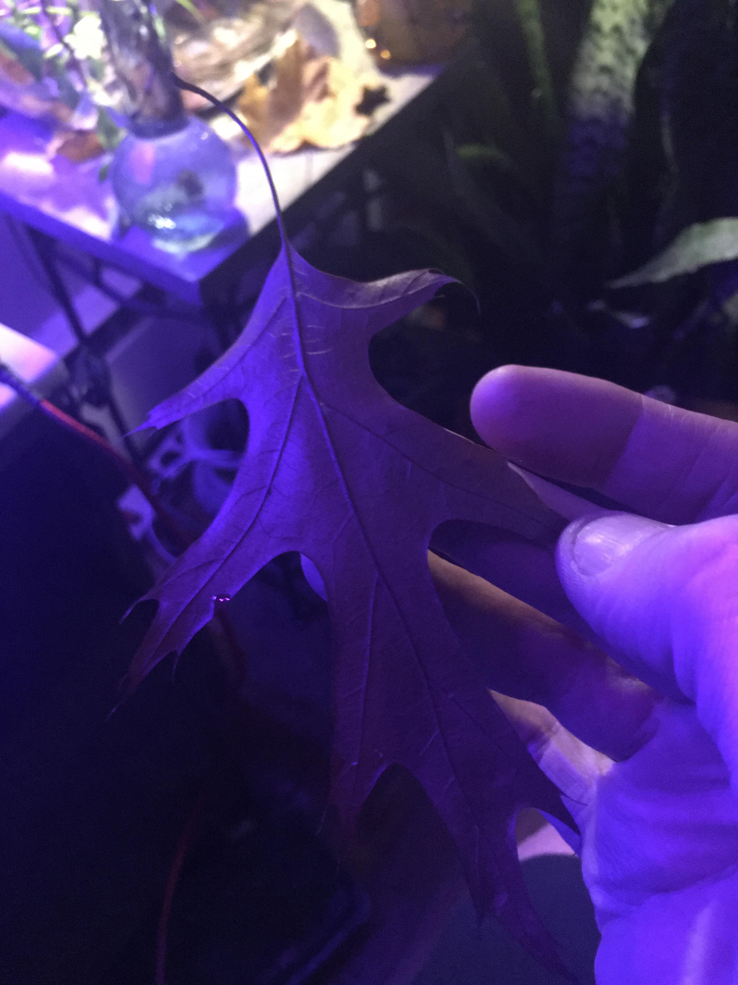 Is this dry leaf ok for fresh water aquariums r/Aquariums