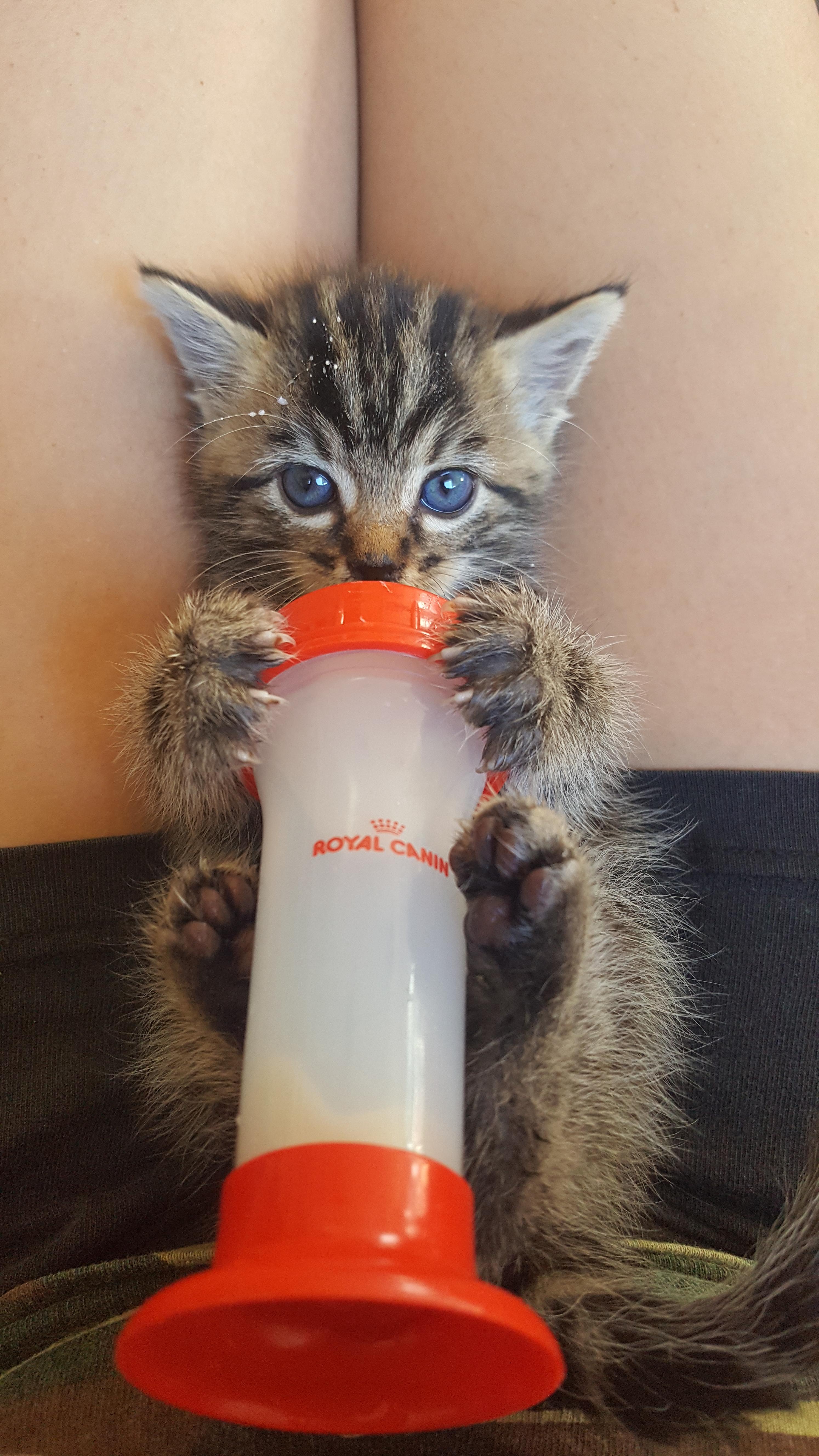 Learning to feed himself. It's a work in progress... r/cats
