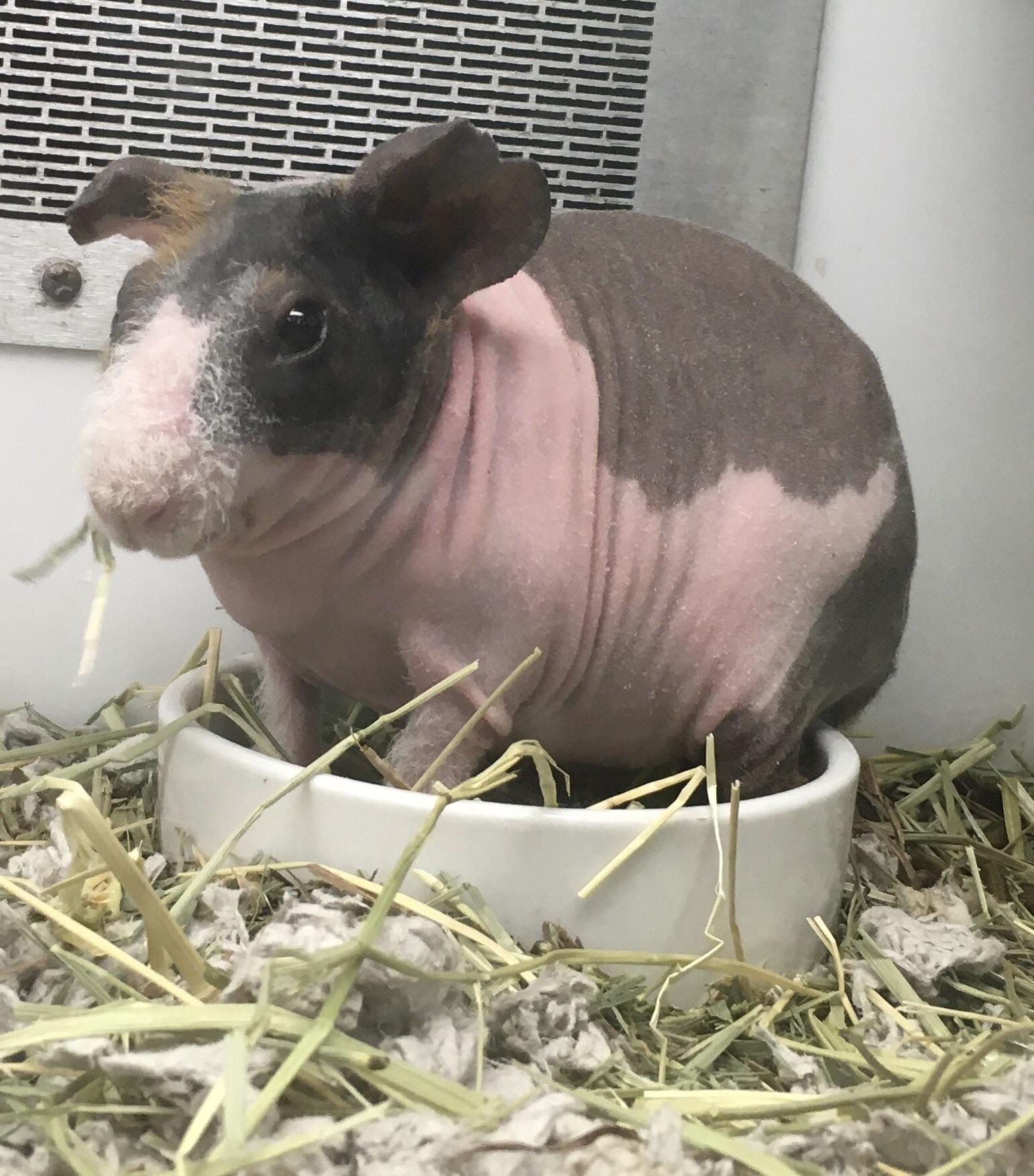 A hairless guinea pig r/pics