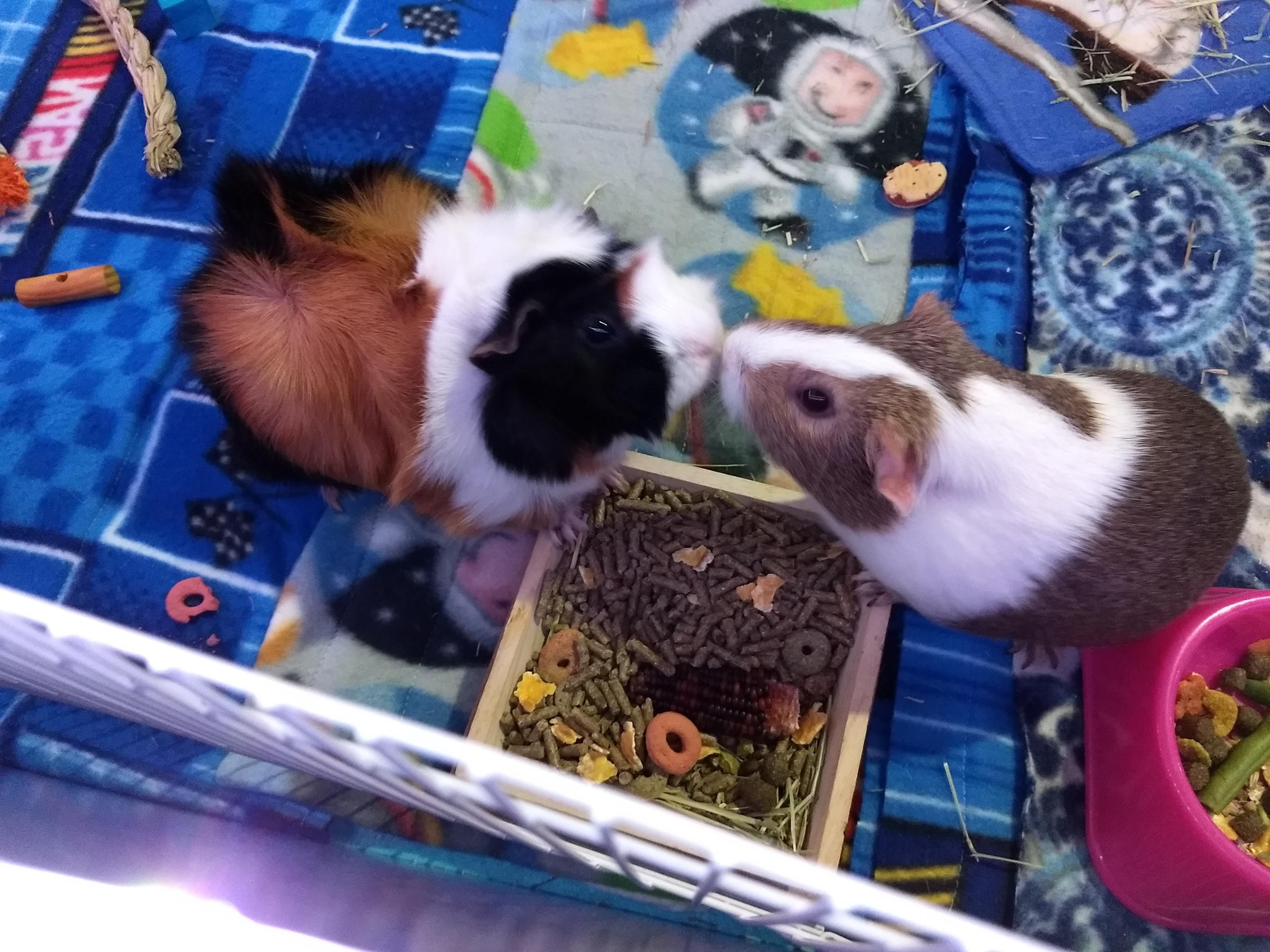 Guinea pig kiss r/guineapigs