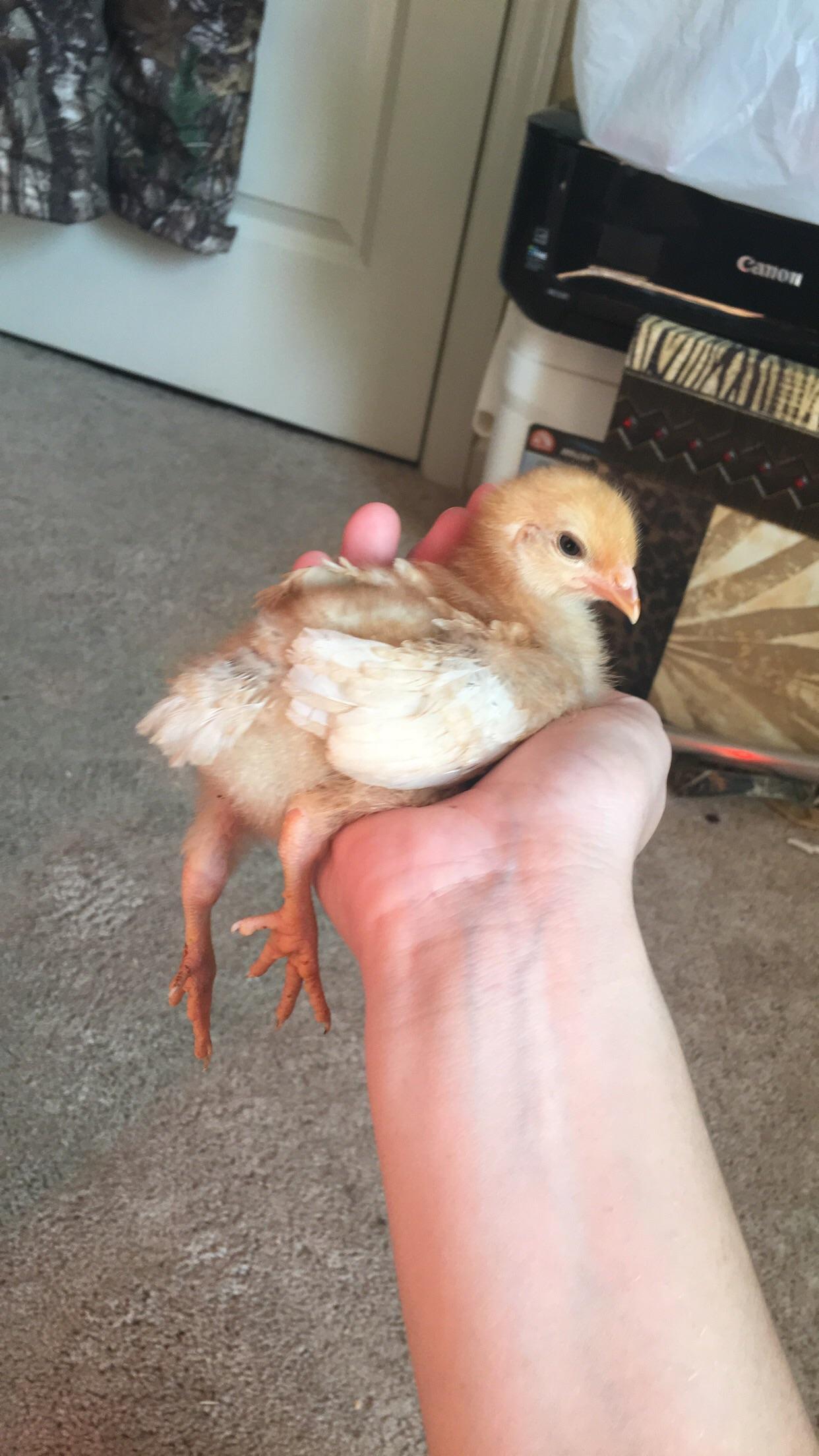 How this baby chicken likes to be held Aww So Cute
