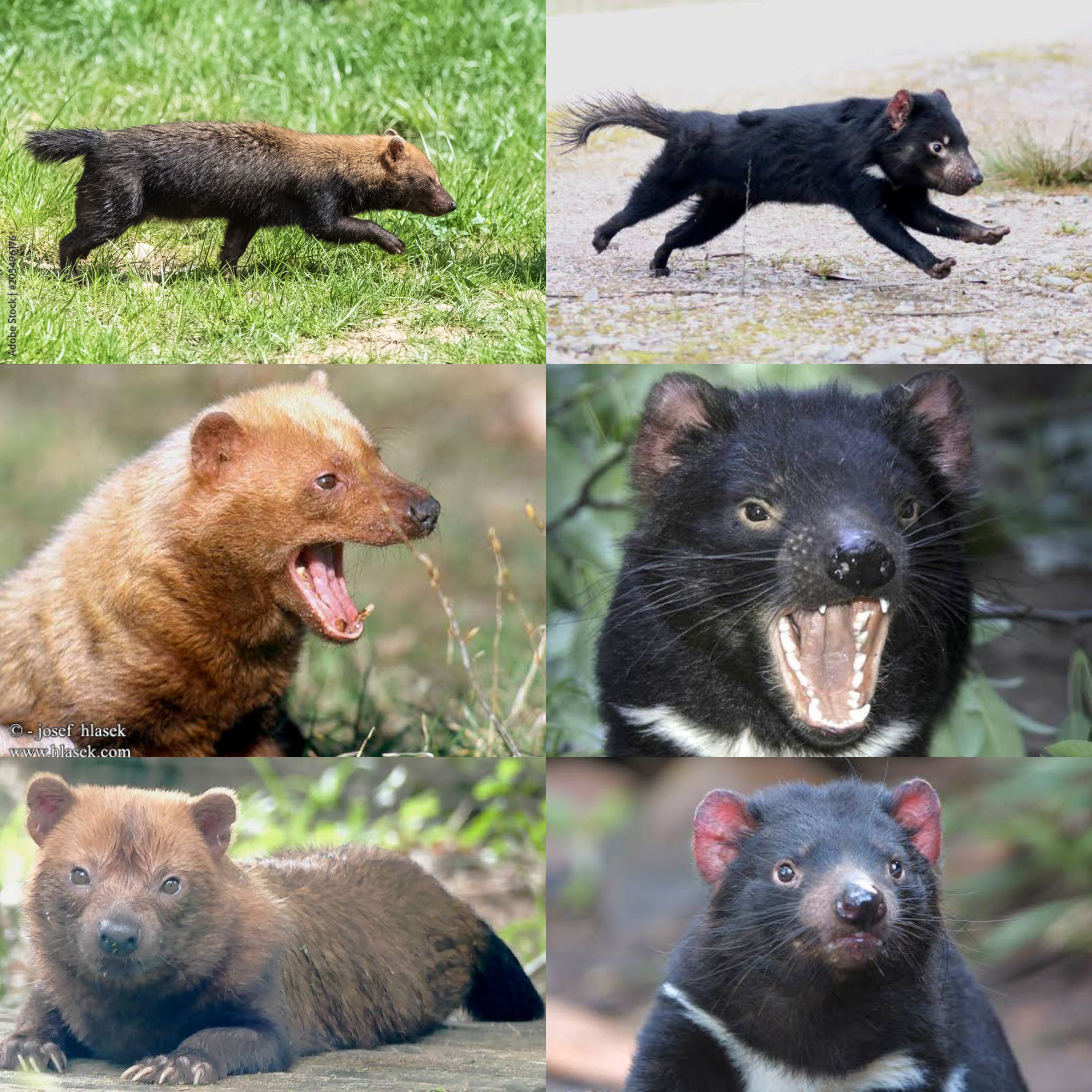 Bush dog and Tasmania devil comparation. megafaunarewilding