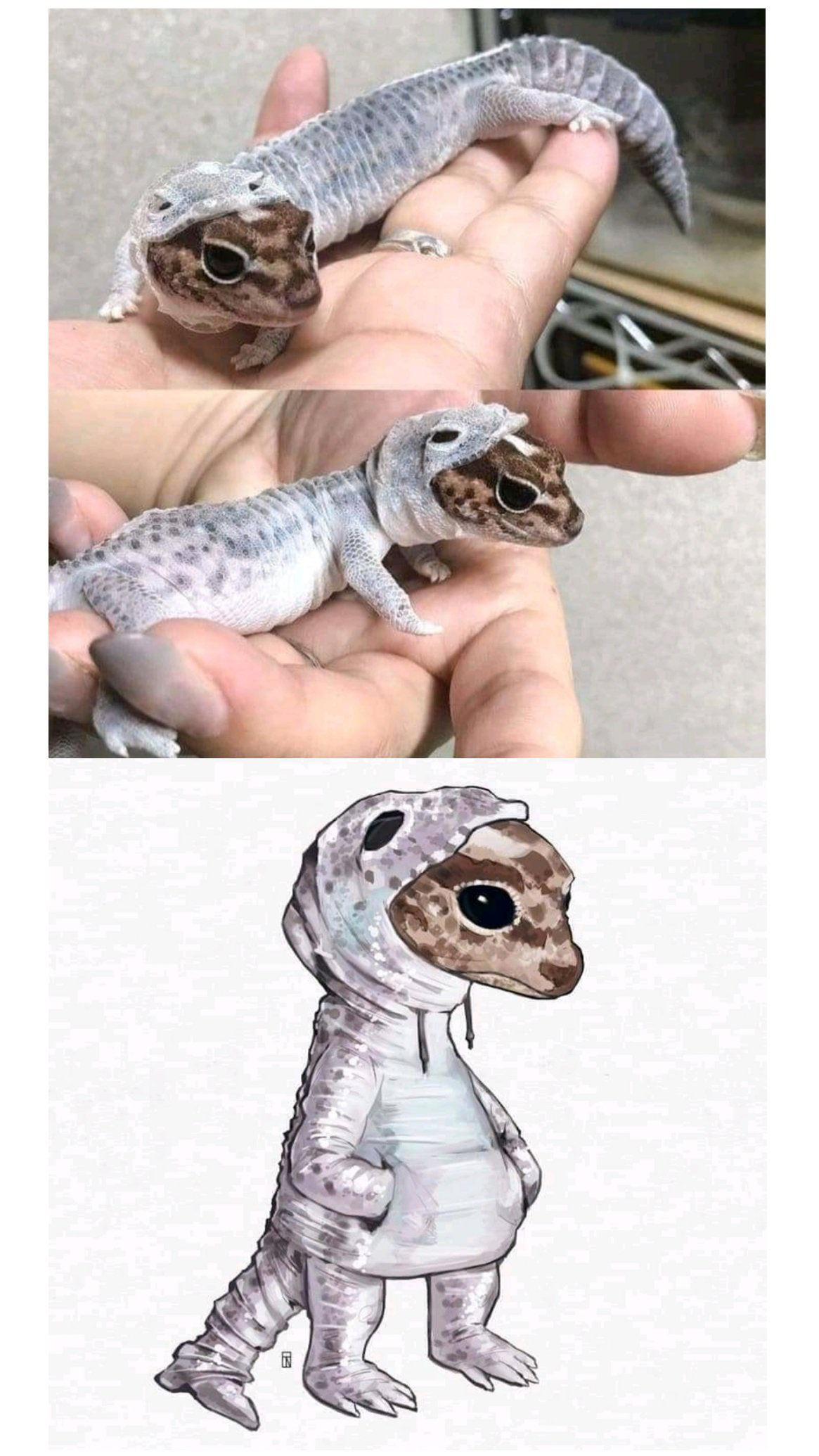 Gecko wears dysphoria hoodie. r/traaaaaaannnnnnnnnns