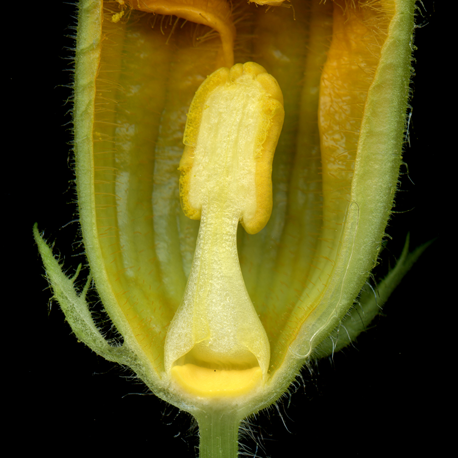 Male squash flower [935 x 935] [oc] r/ThingsCutInHalfPorn