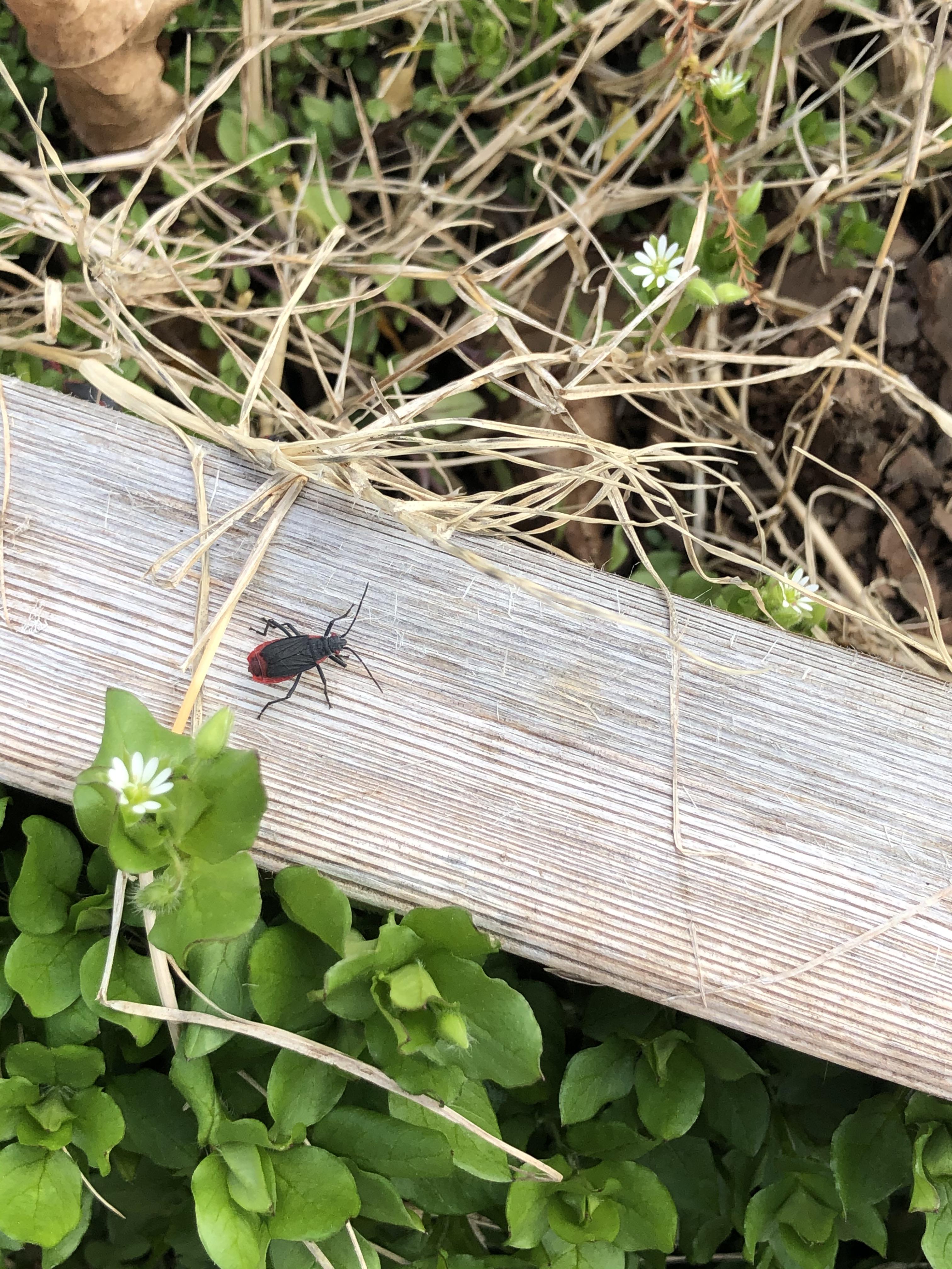 Does anyone know what this bug is? How to get rid of them naturally