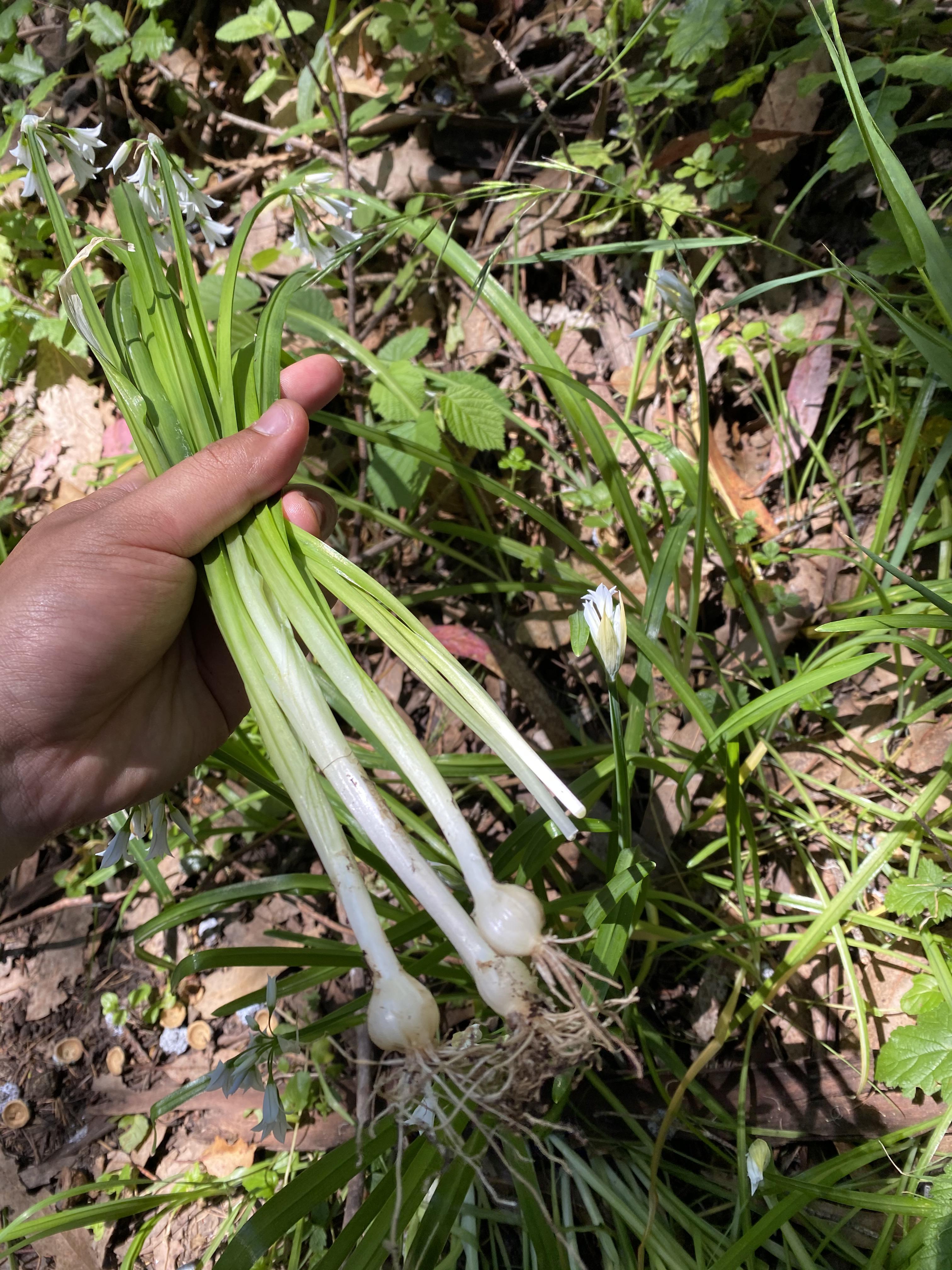 No ramps in California, but I found some three corner garlic! r/foraging