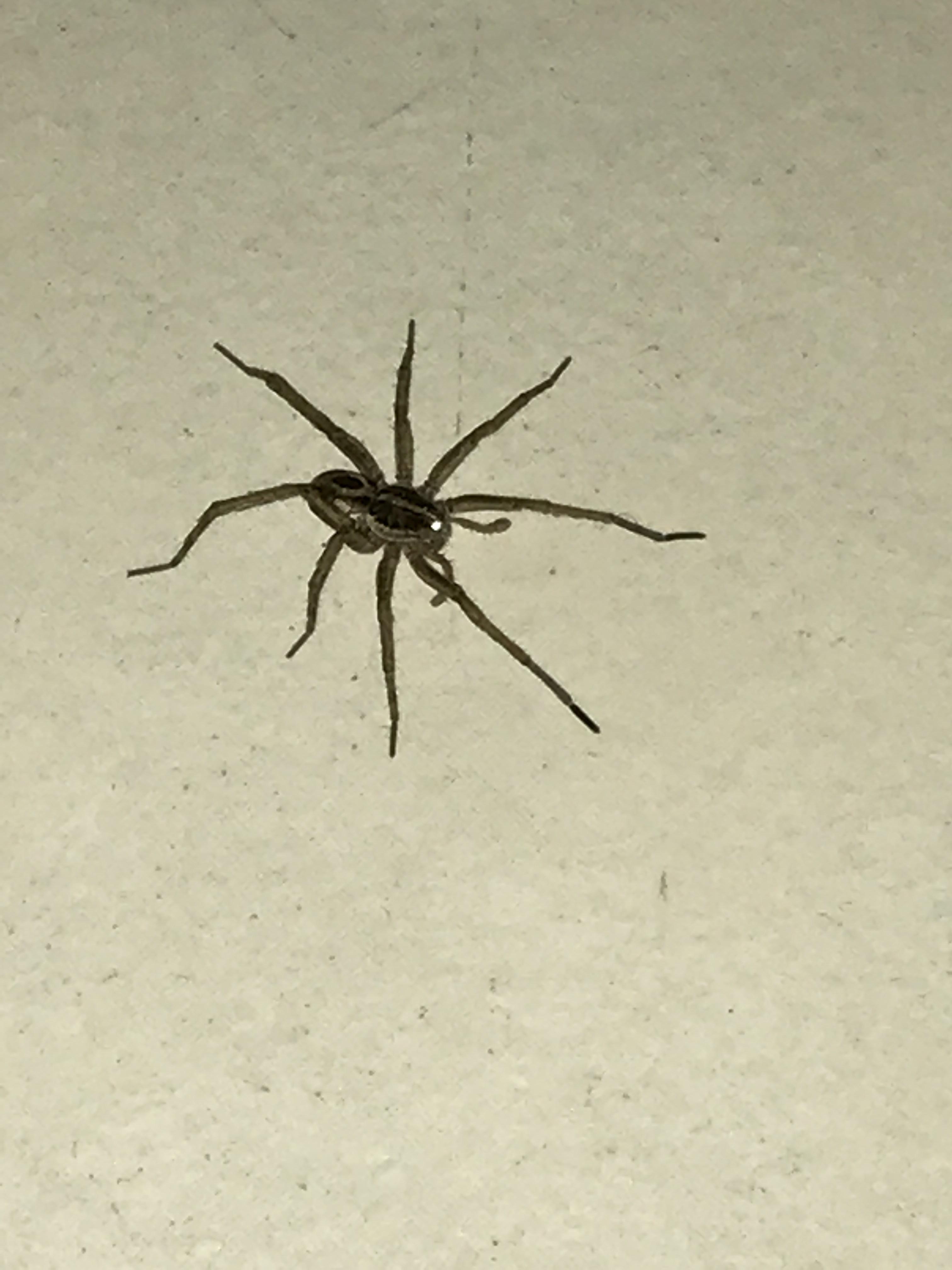 Found this spider crawling out of my closet in my Florida apartment. Is