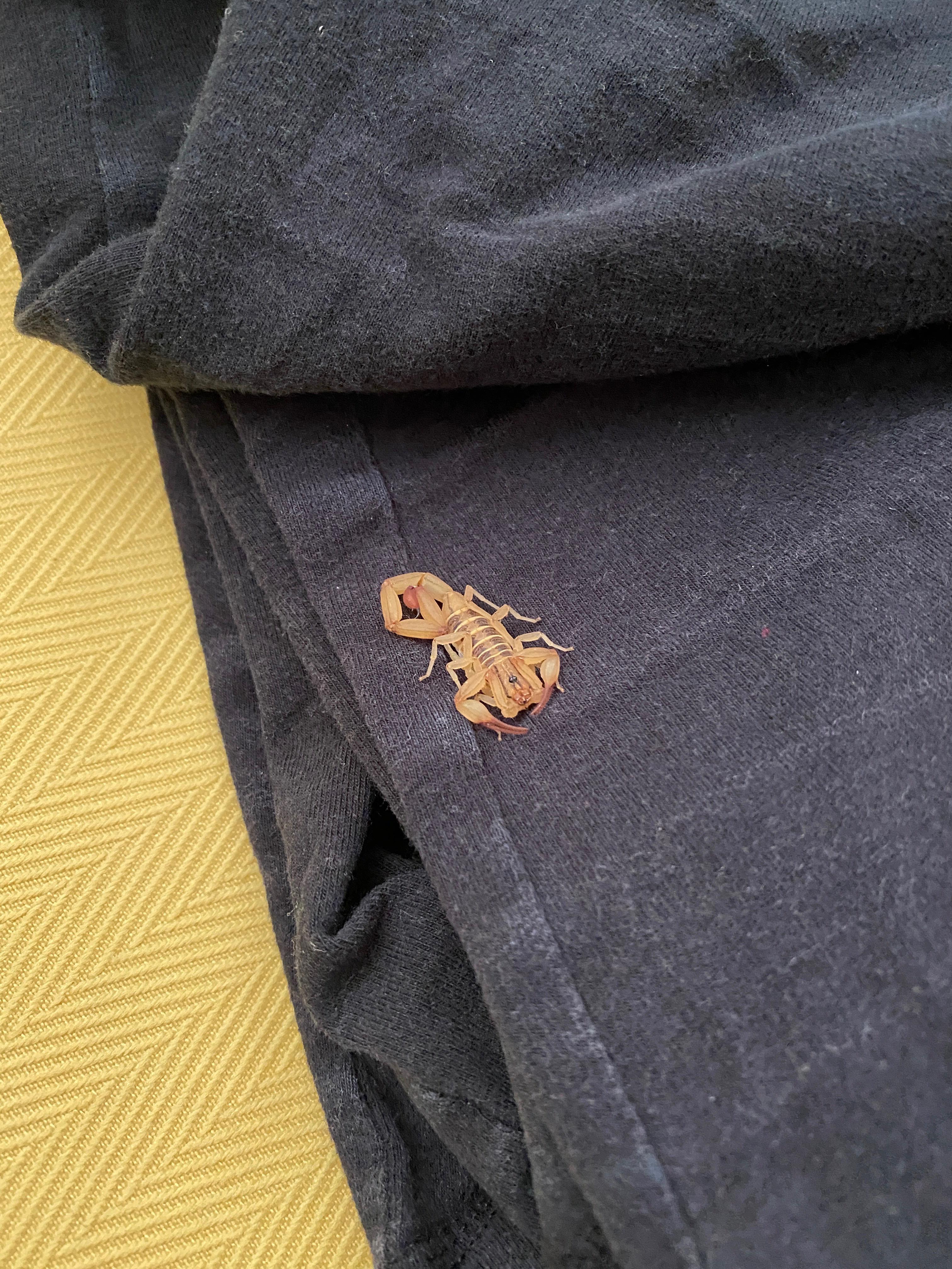 Found this little guy in a pile of clothes. Stung my nephew. Can you