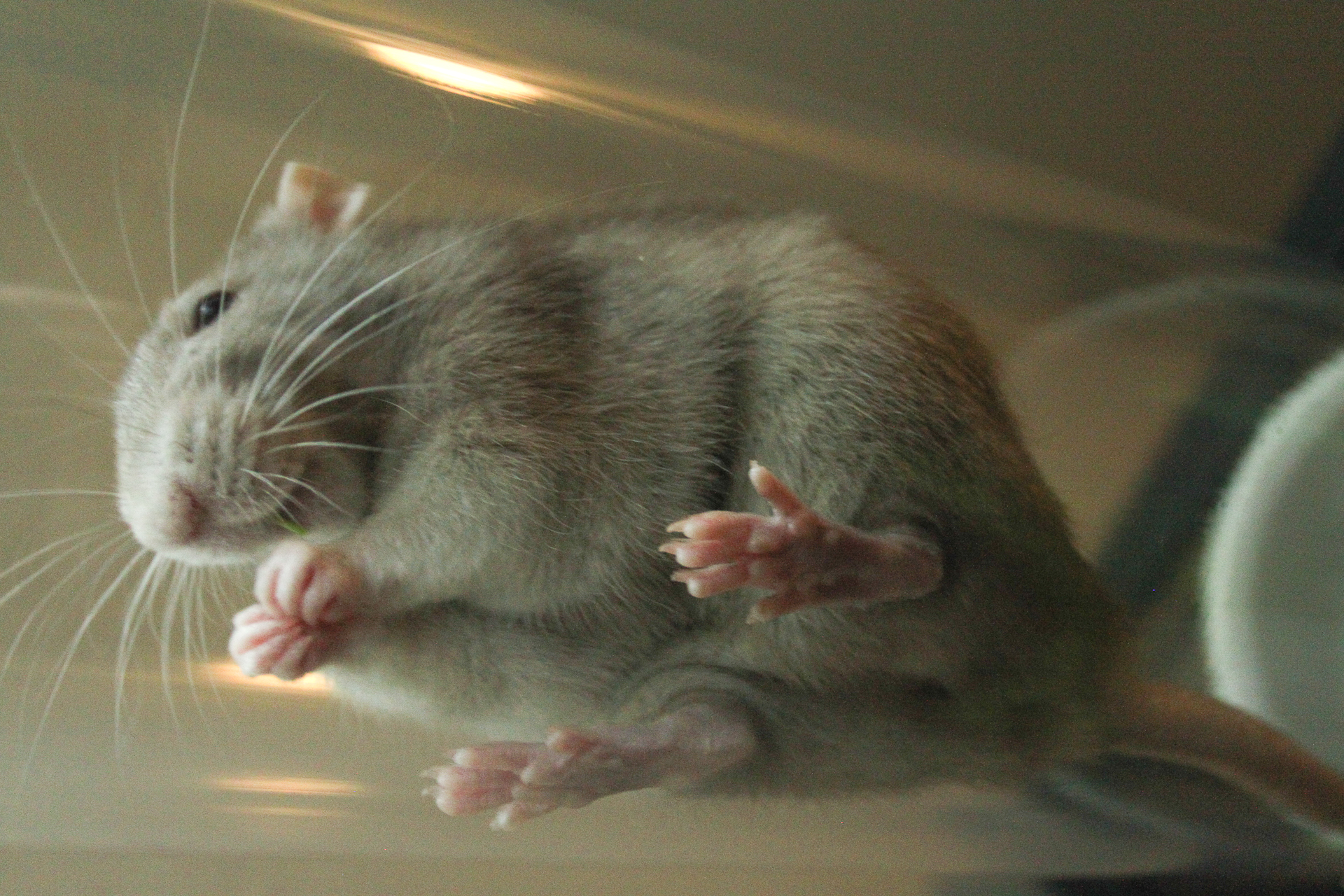 One of my favorite photos from the best album on custom rat cage