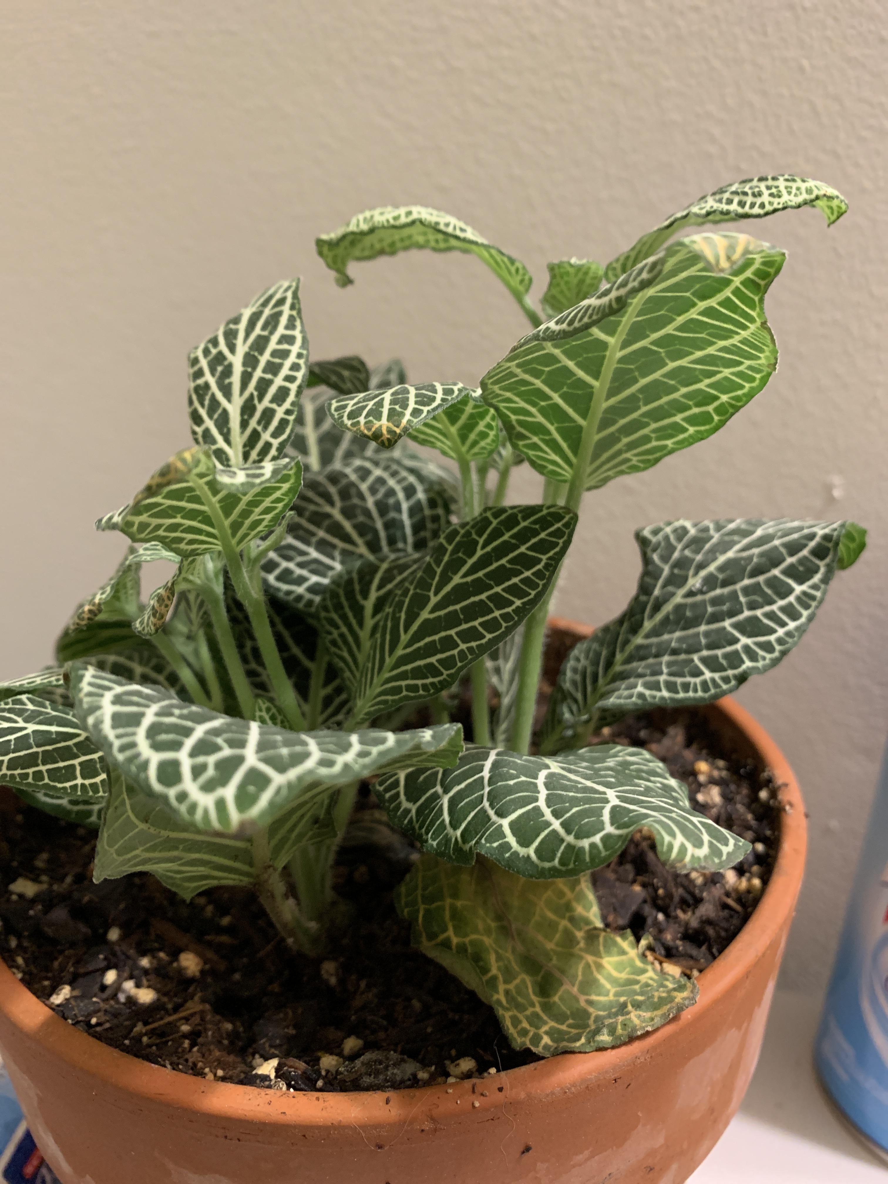 Need help with my Nerve plant! That bottom leaf is wilting out of