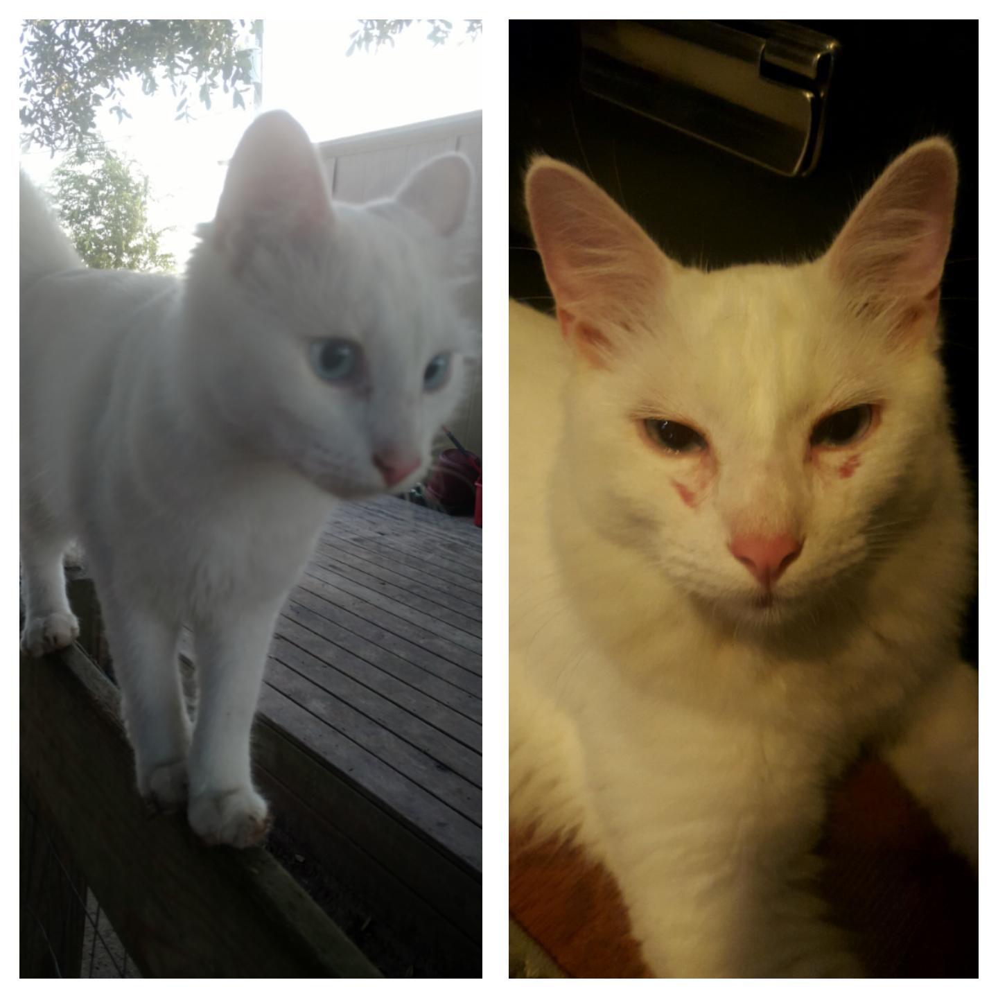 My indoor cat wanted to stay out all night and party. Before and after