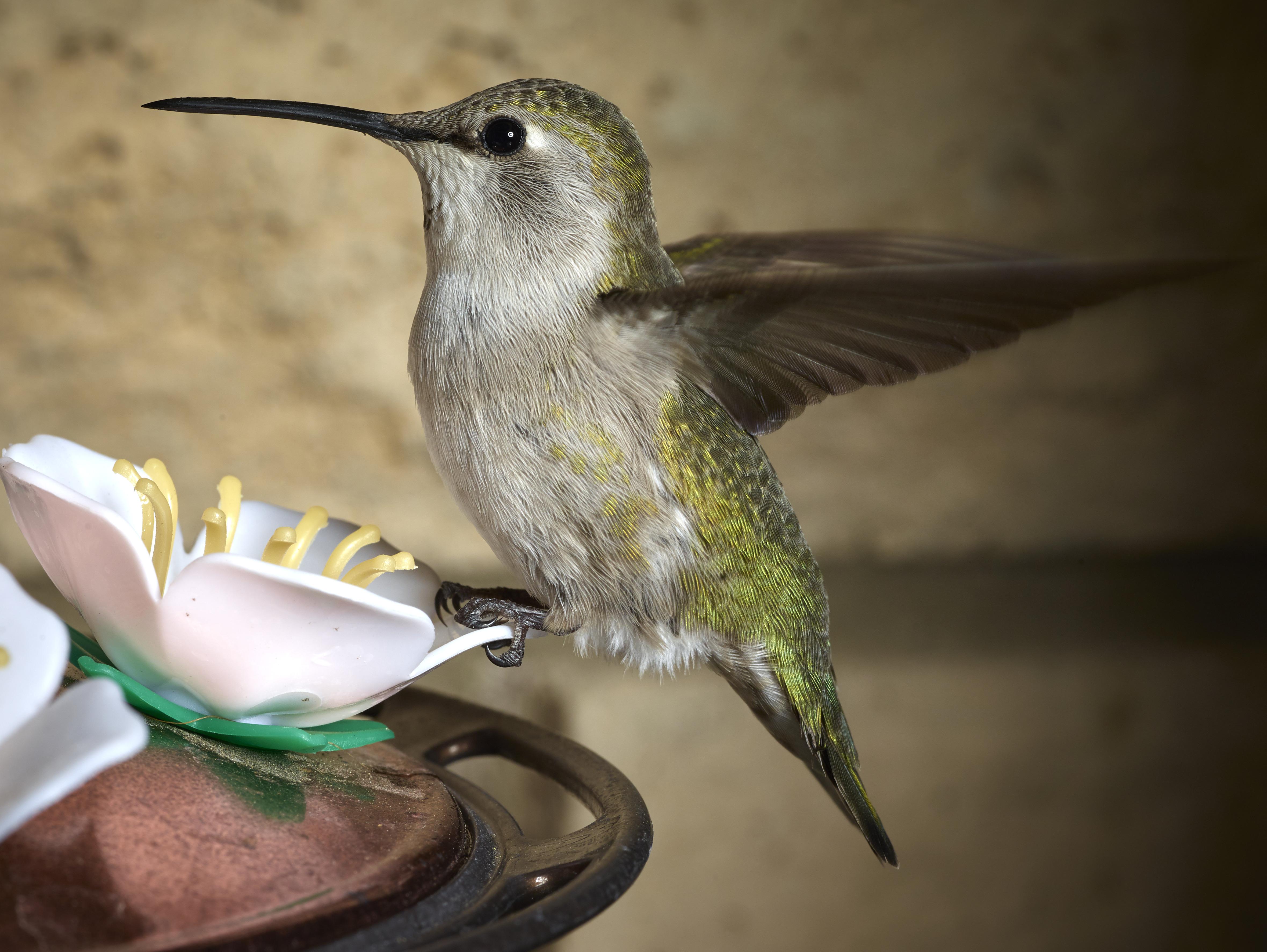 Don’t know if reddit let’s you zoom in to 100 there is a very small