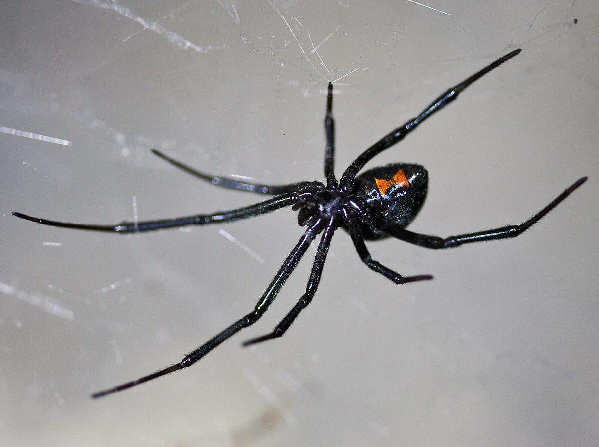 I had a black widow spider stop by my house yesterday. First time in my