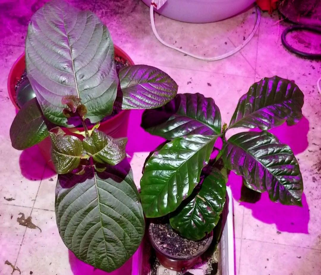 Family photo KratomGarden