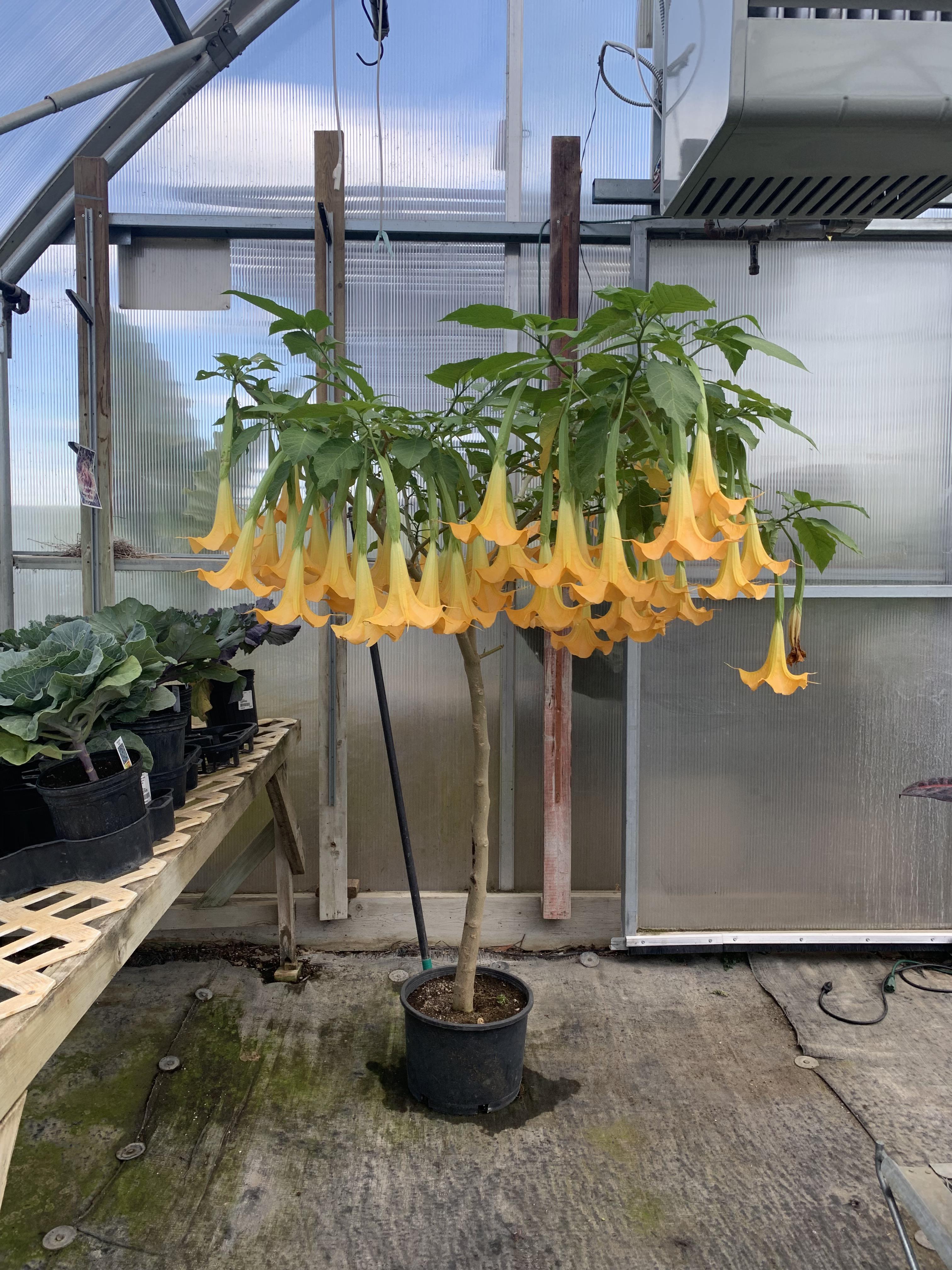 This Brugmansia on sale for 10 at the nursery I work at! She was overwintered in our
