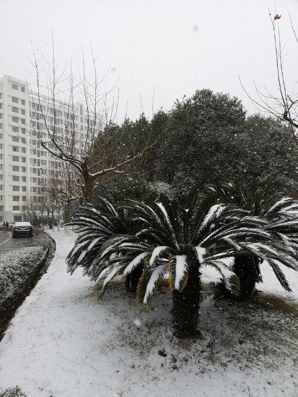 Palm tree under the snow photographs