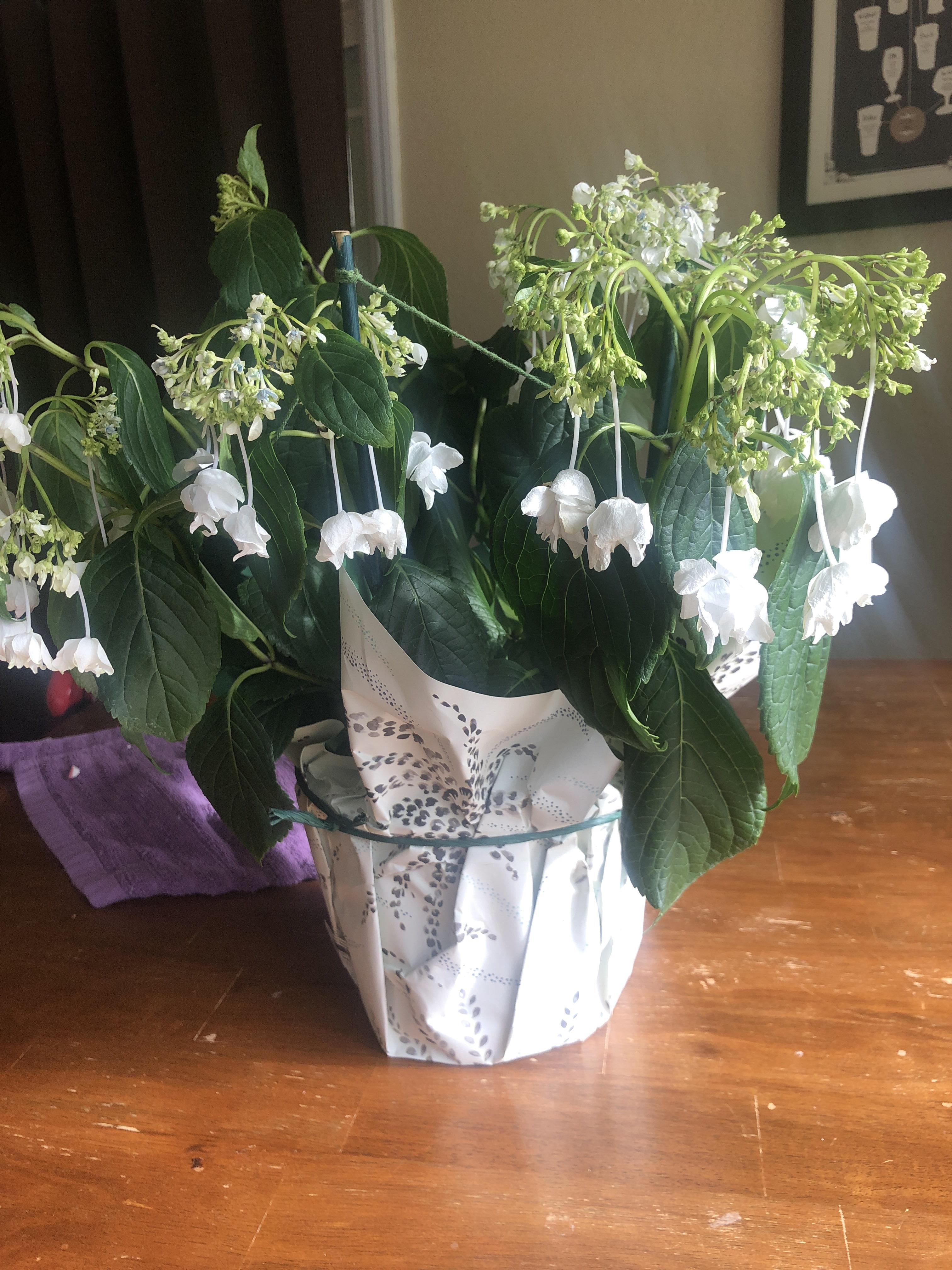 Shooting Star Hydrangea. It???s watered and kept by a sunny window