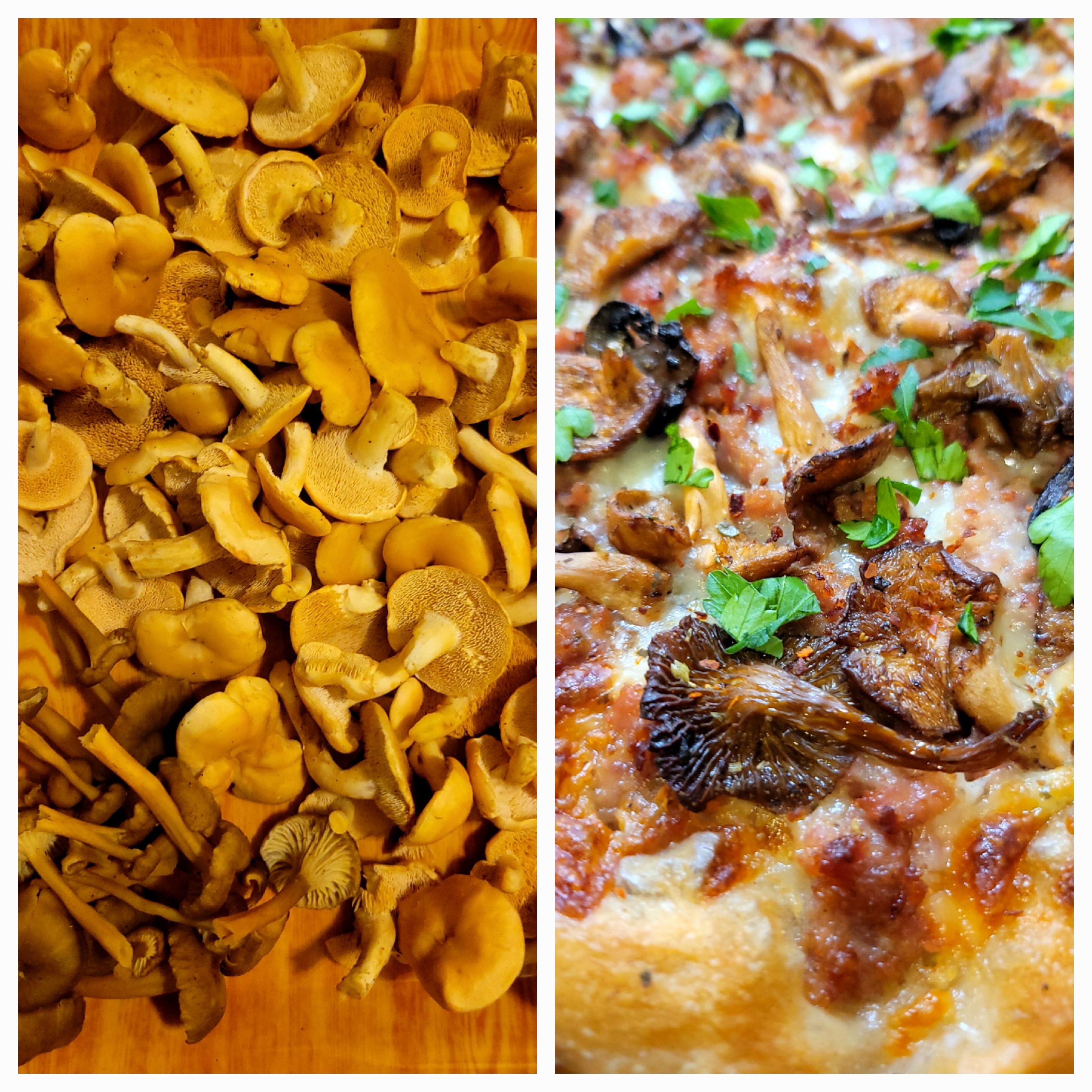 When life gives you mushrooms, make pizza 🍕 (Hedgehogs & Yellowfoot