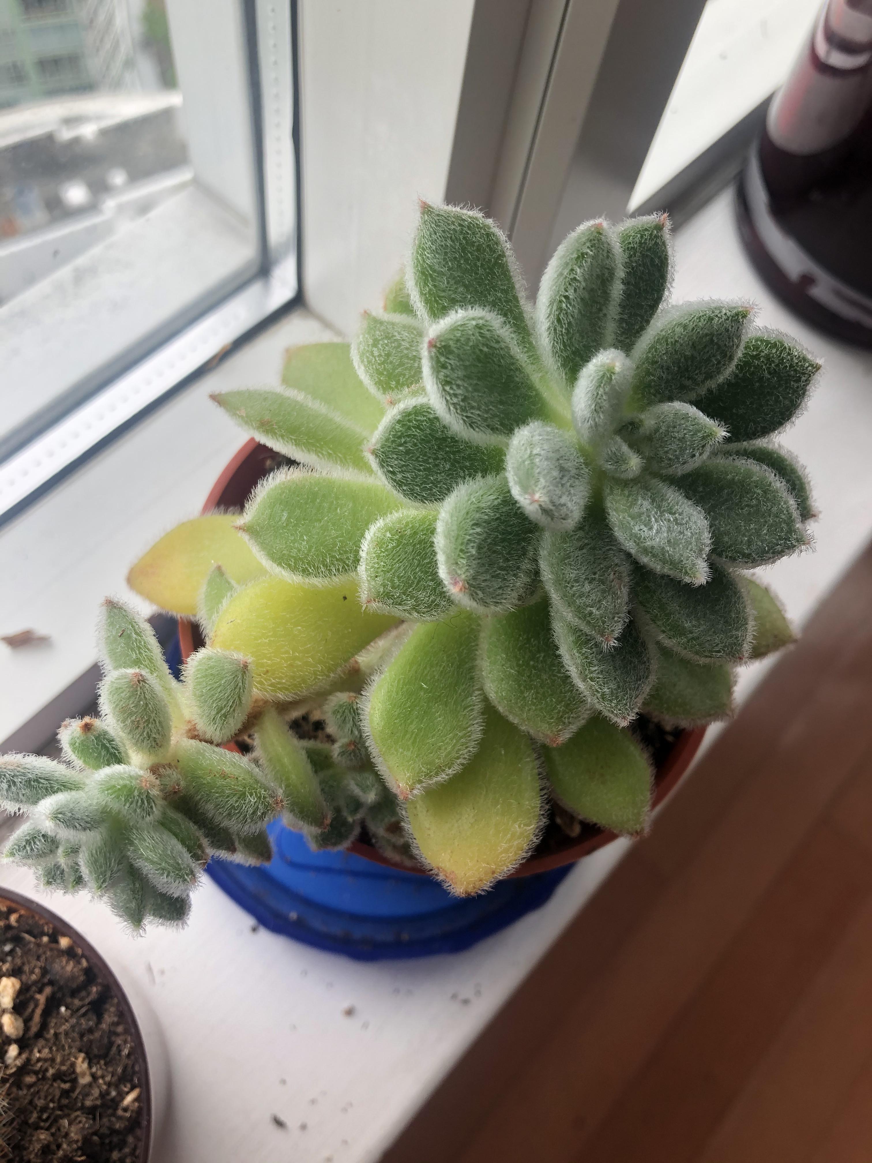 Why is my succulent’s older leaves turning yellow? I’ve