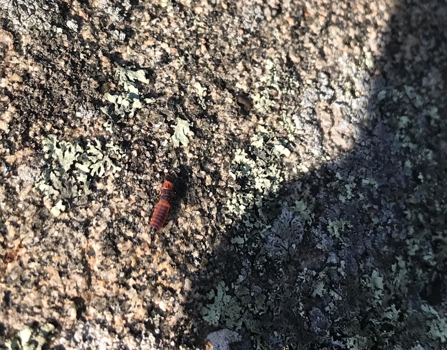 Little red bug found in eastern Ontario Canada whatbugisthis