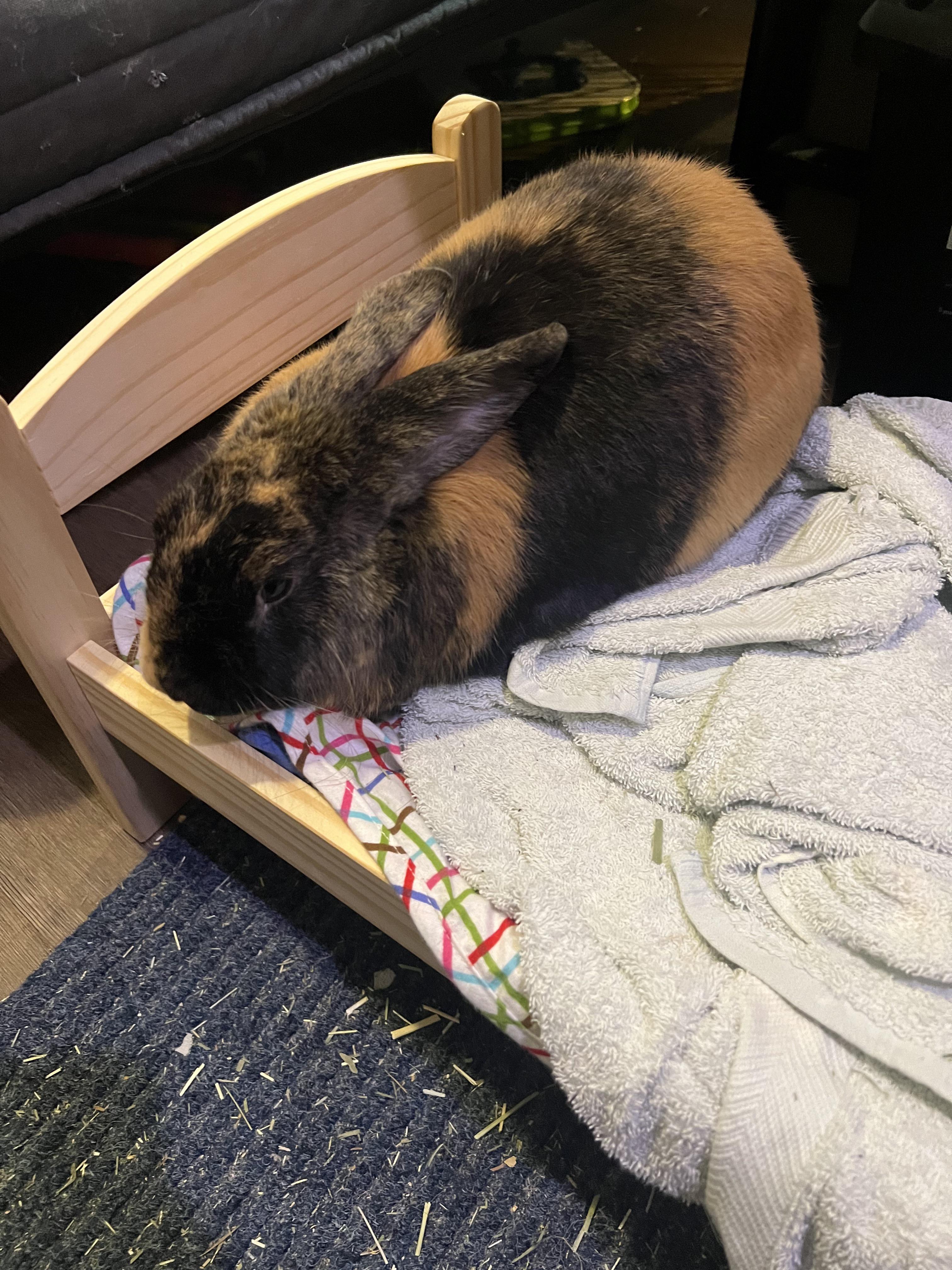 I bought Essie the iconic IKEA doll bed months ago. Only now has she