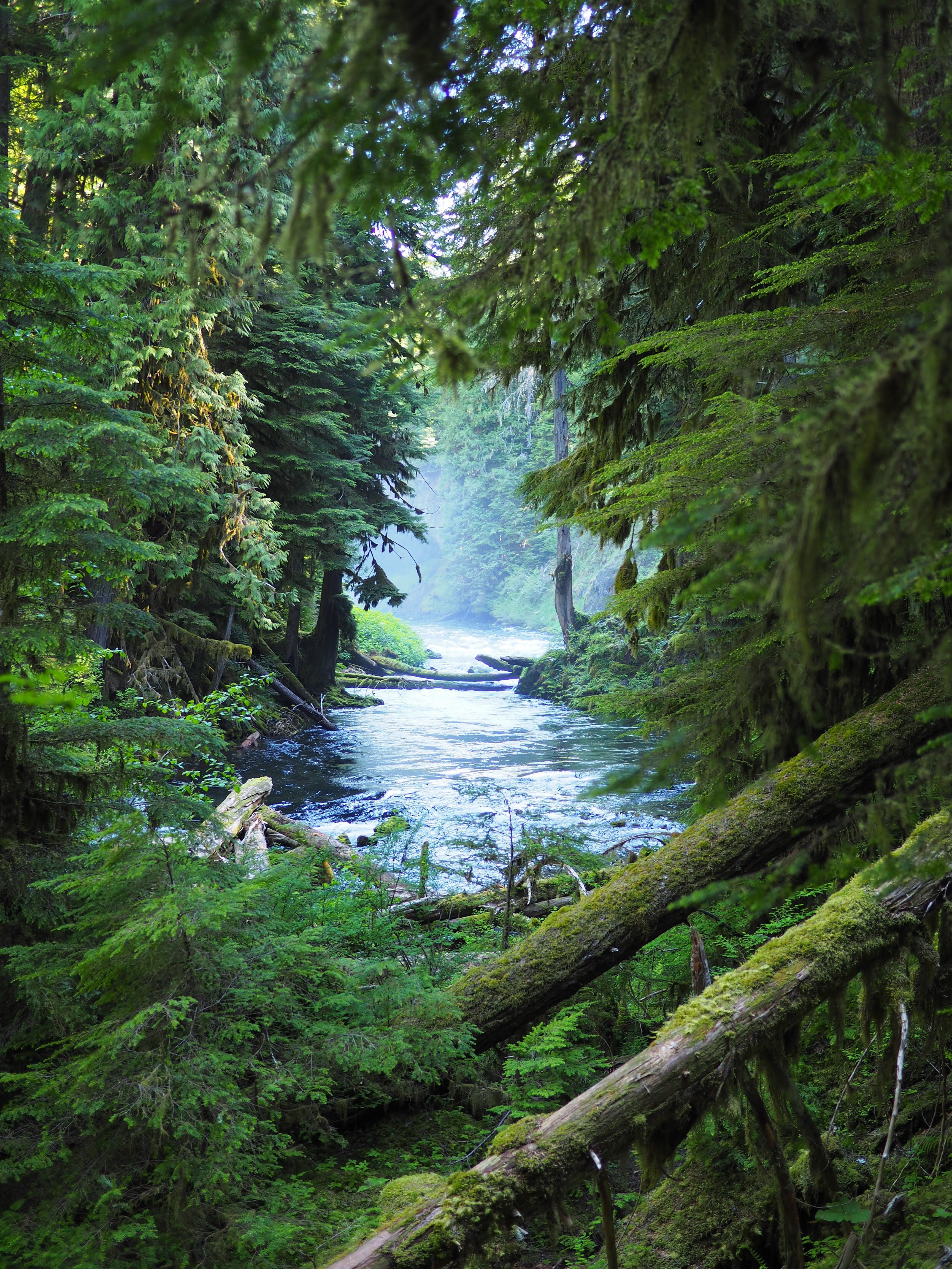 Morning on the McKenzie River, Oregon [3456 × 4608] [OC] r