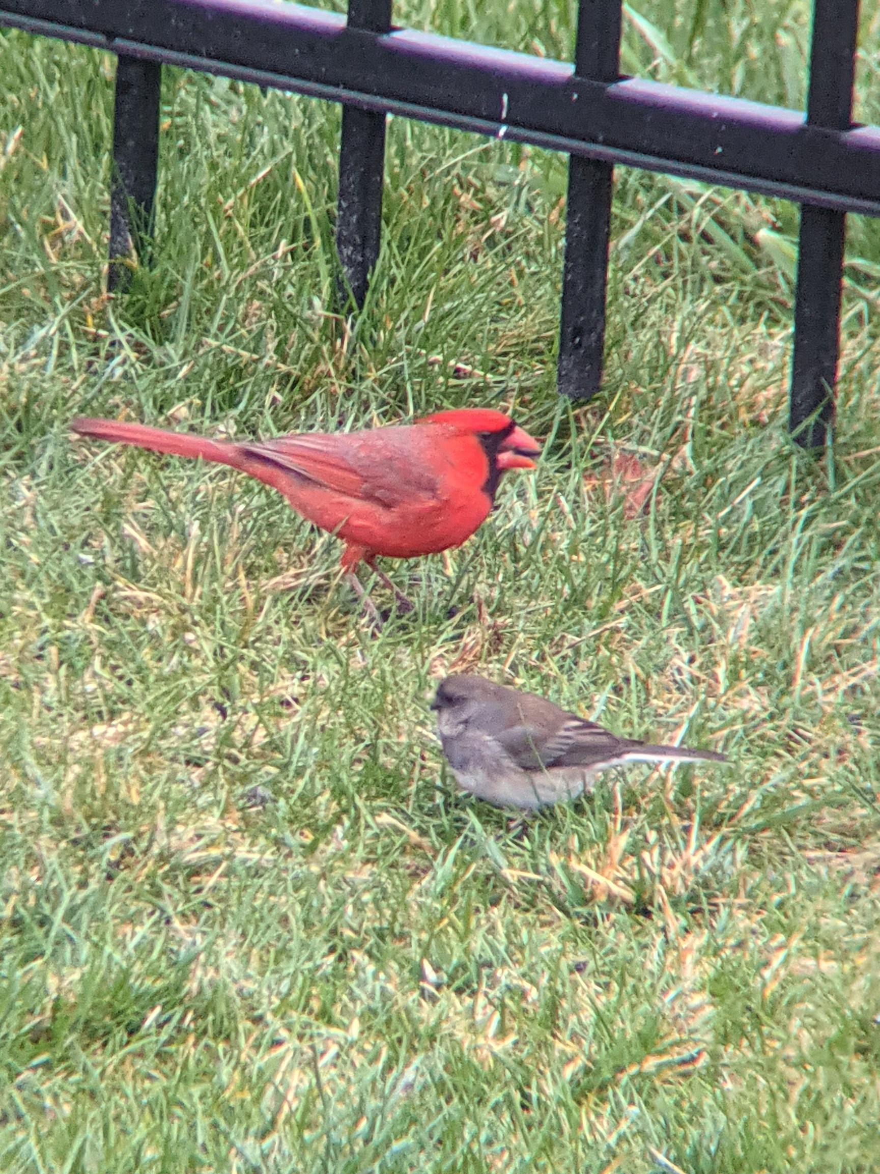 Had a big storm last night that blew all my bird feeder seeds all over
