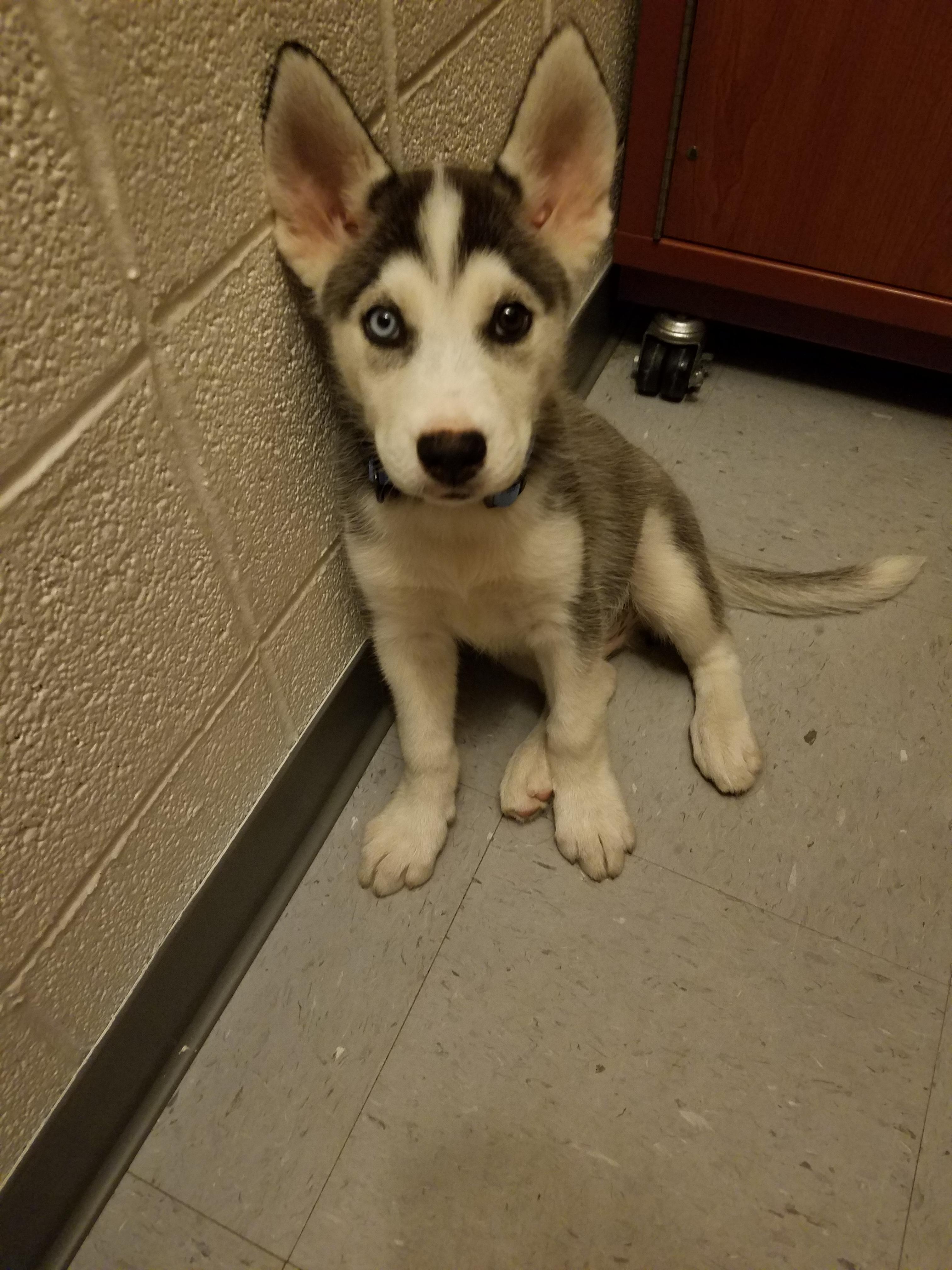 Roommate just got a new puppy, meet Blue r/aww