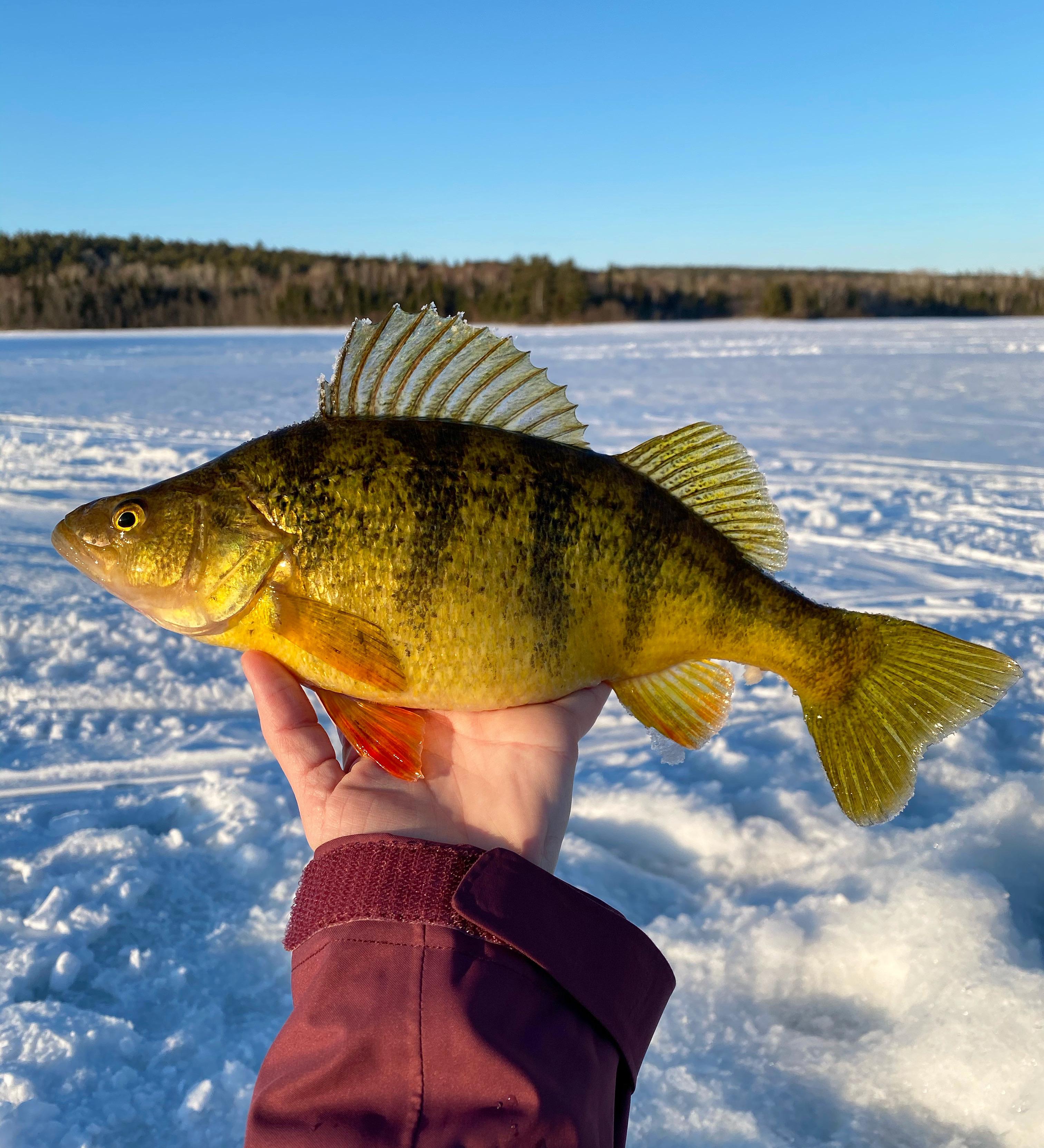 Jumbo Perch MN r/Fishing