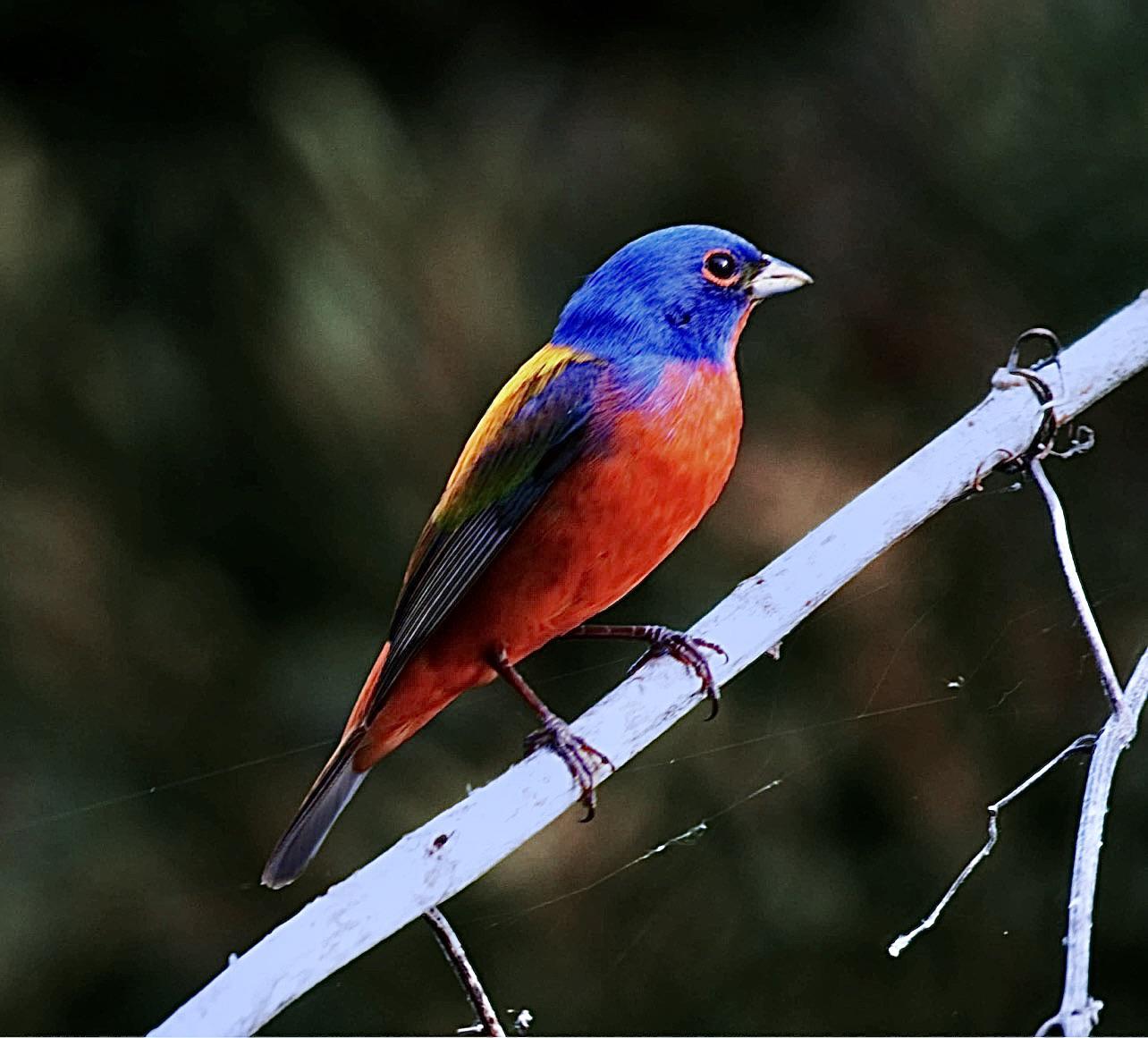 Painted Bunting, Louisiana r/birding