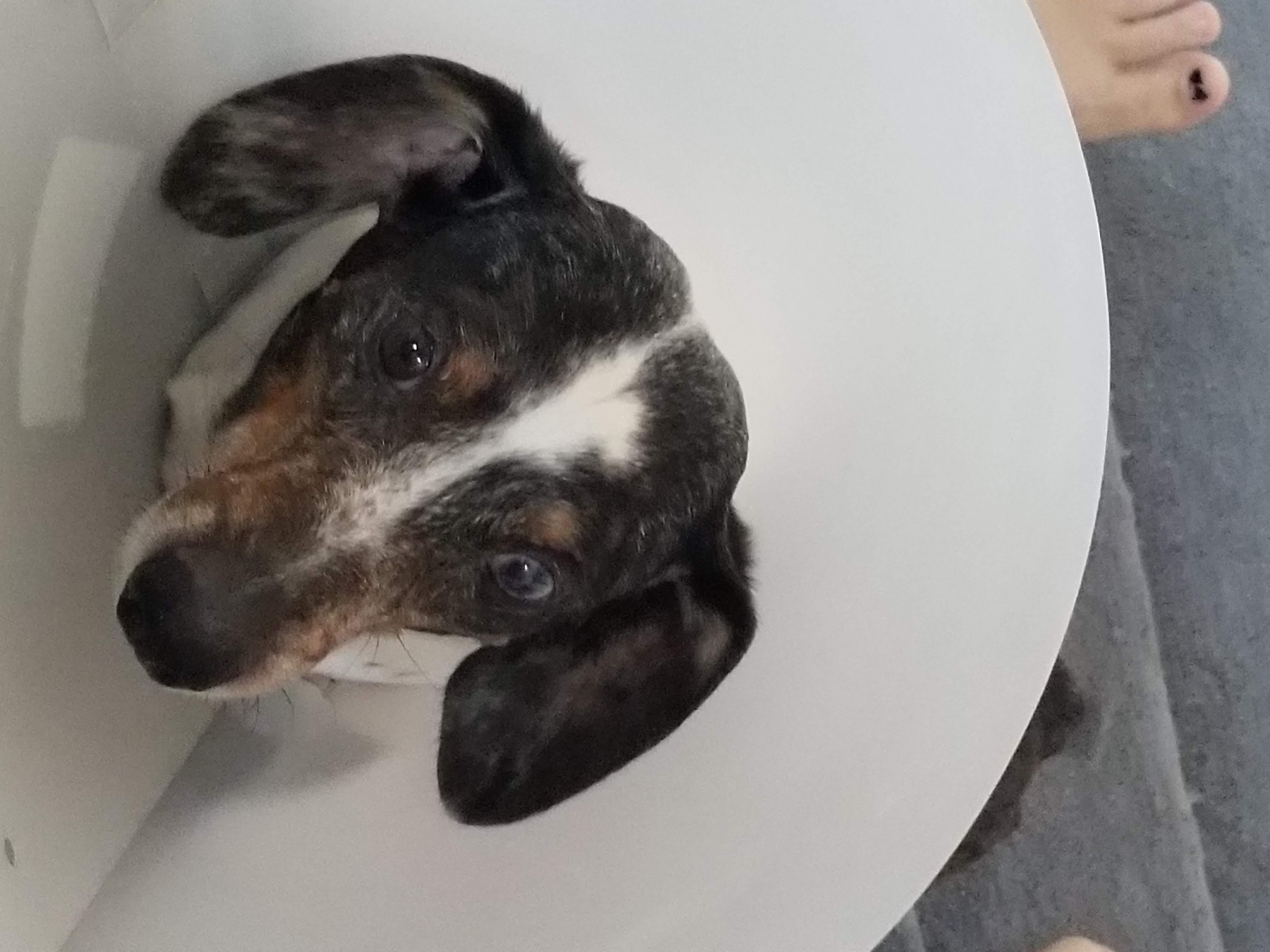 Cone dog! r/Dachshund