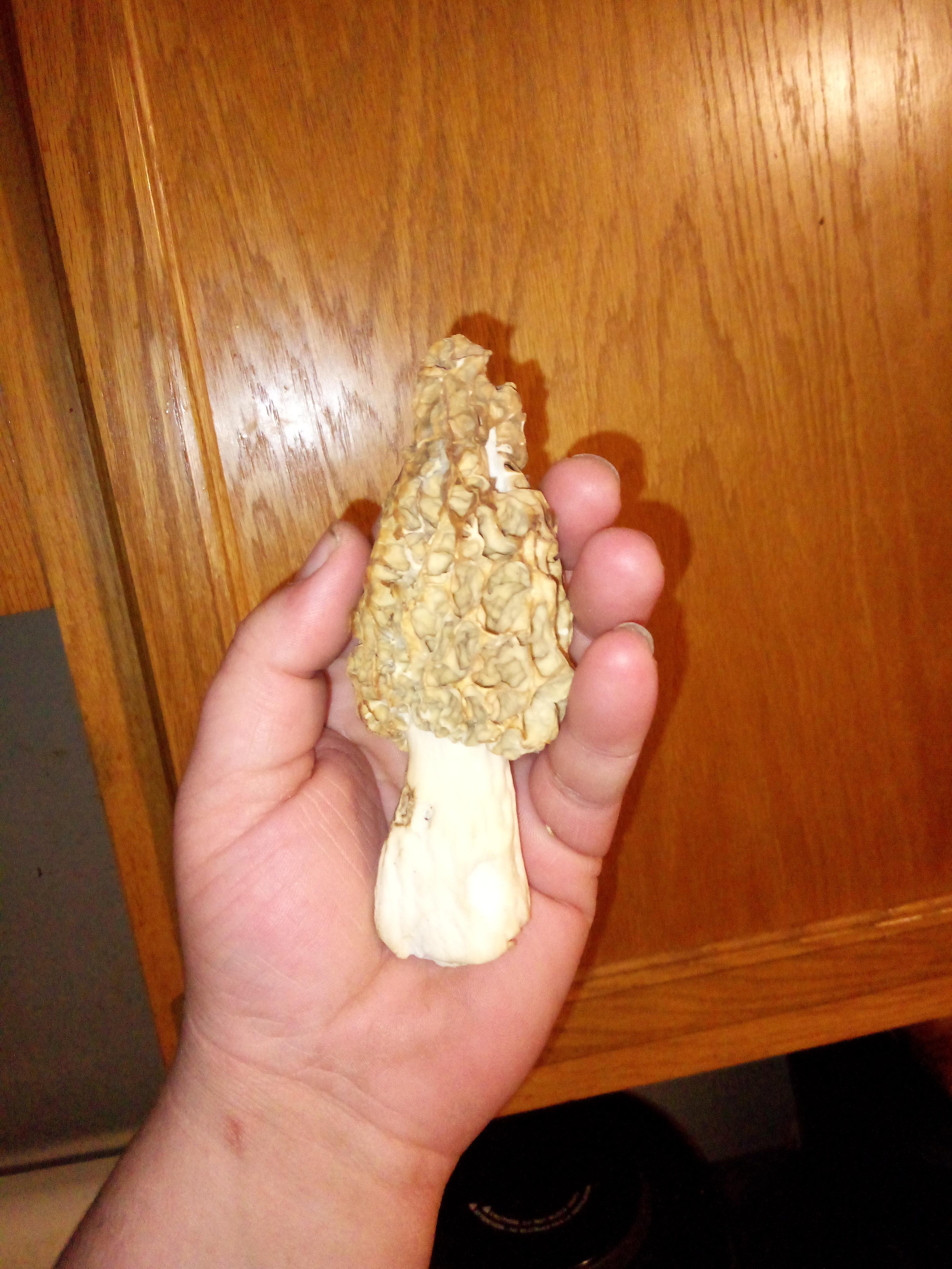 went on a hunt and found this single fella that I found s r/Morel_Hunting