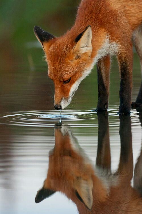 🔥 Red fox drinking r/NatureIsFuckingLit