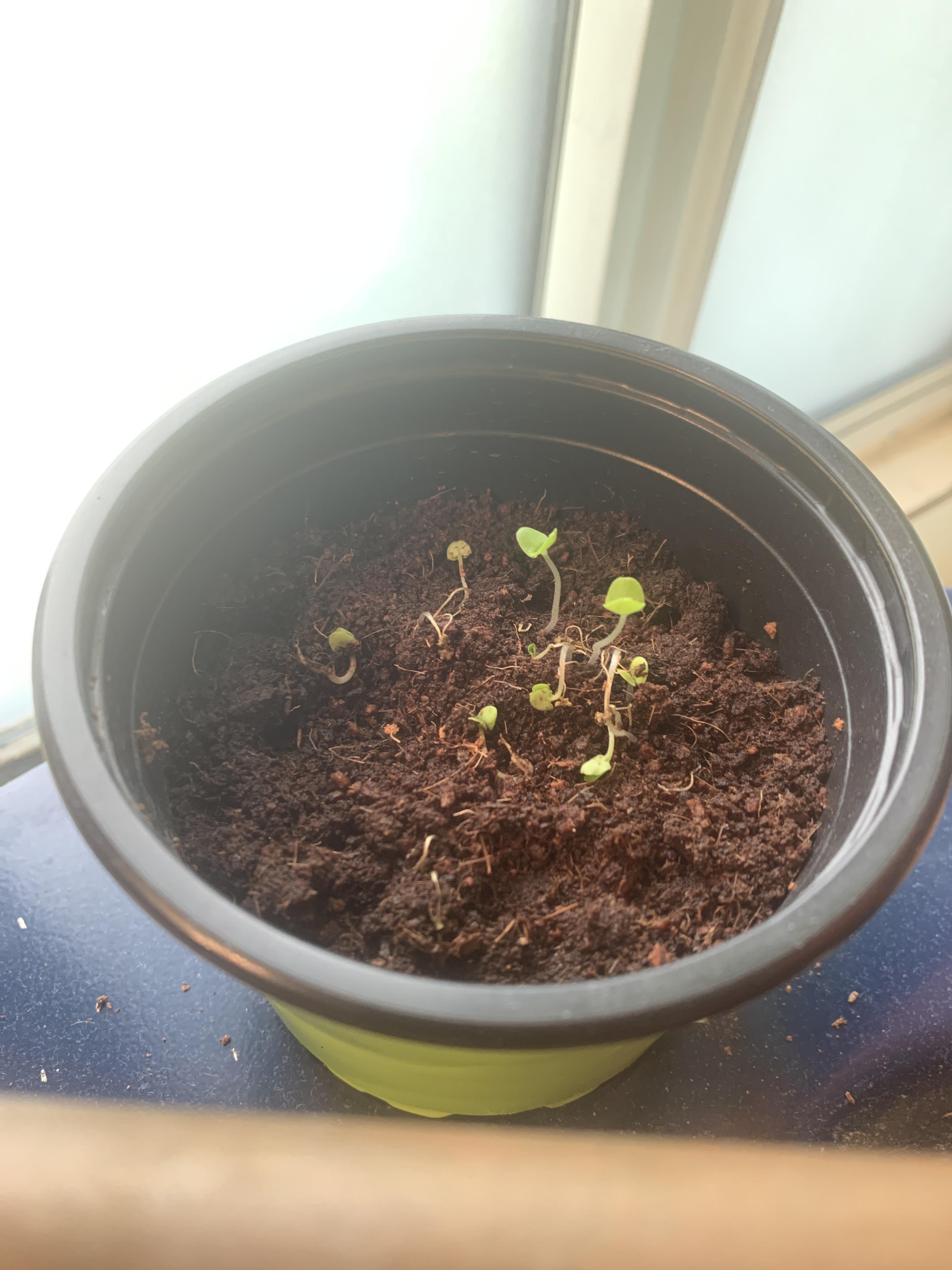 Why is my sweet basil dying!? r/plantclinic