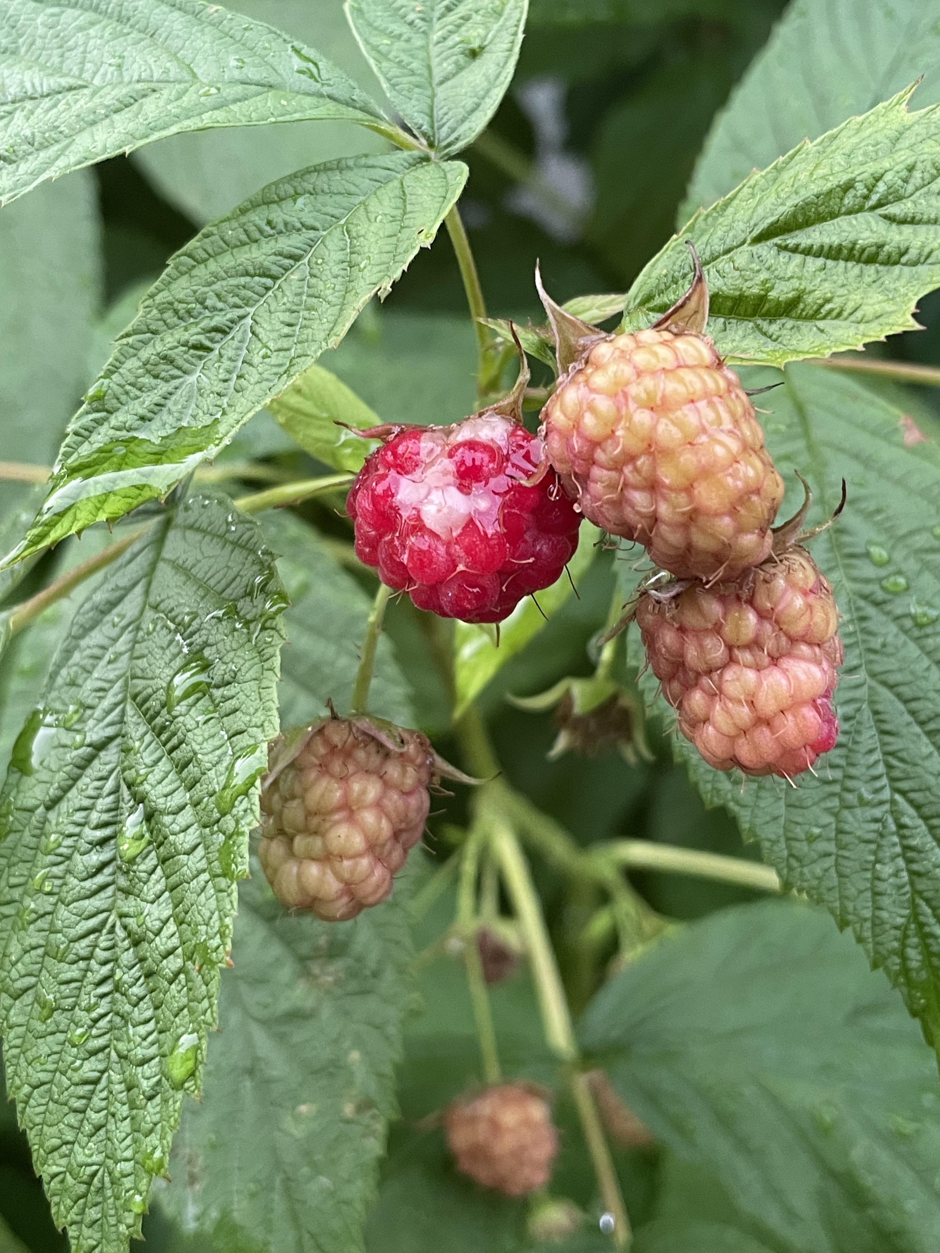 What causes those white spots on raspberries? r/gardening