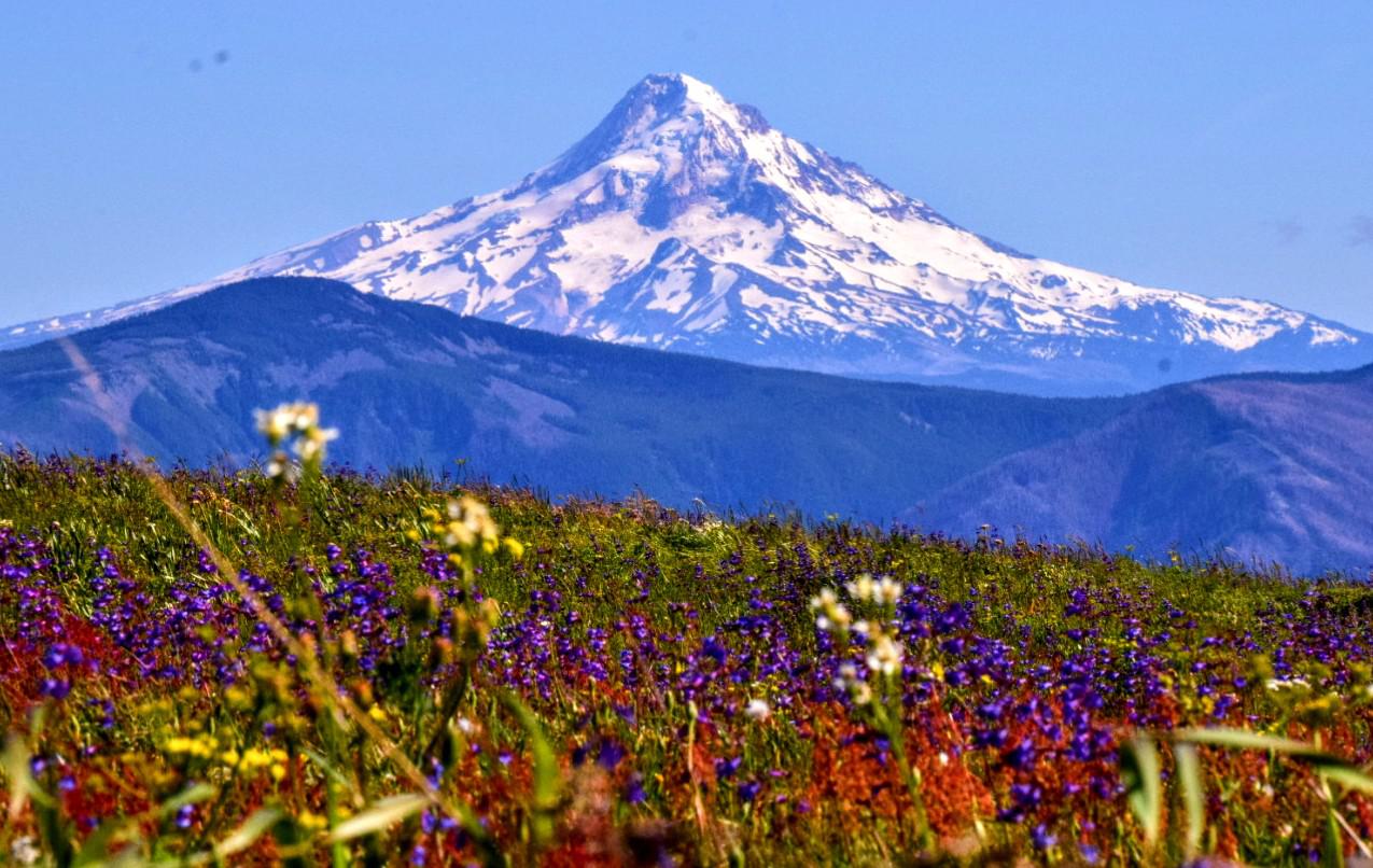 Mt. Hood seen from the view of the wildflowers living on Grassy Knoll. r/Washington