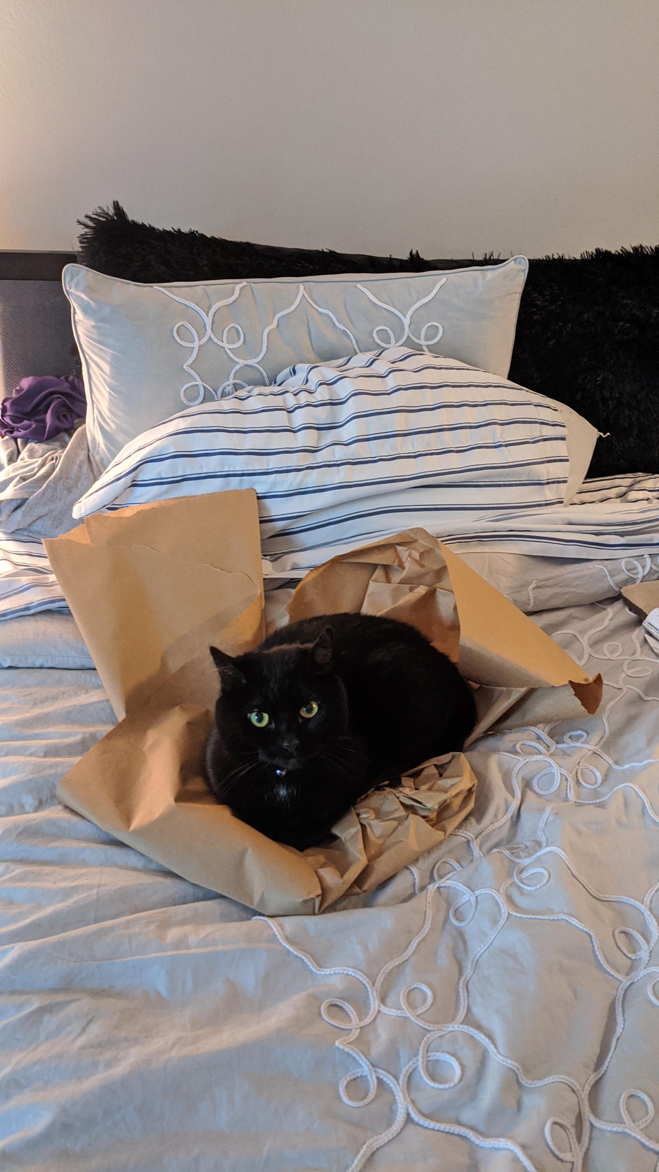 I threw some packing paper on my bed. It is now her bed r/cats