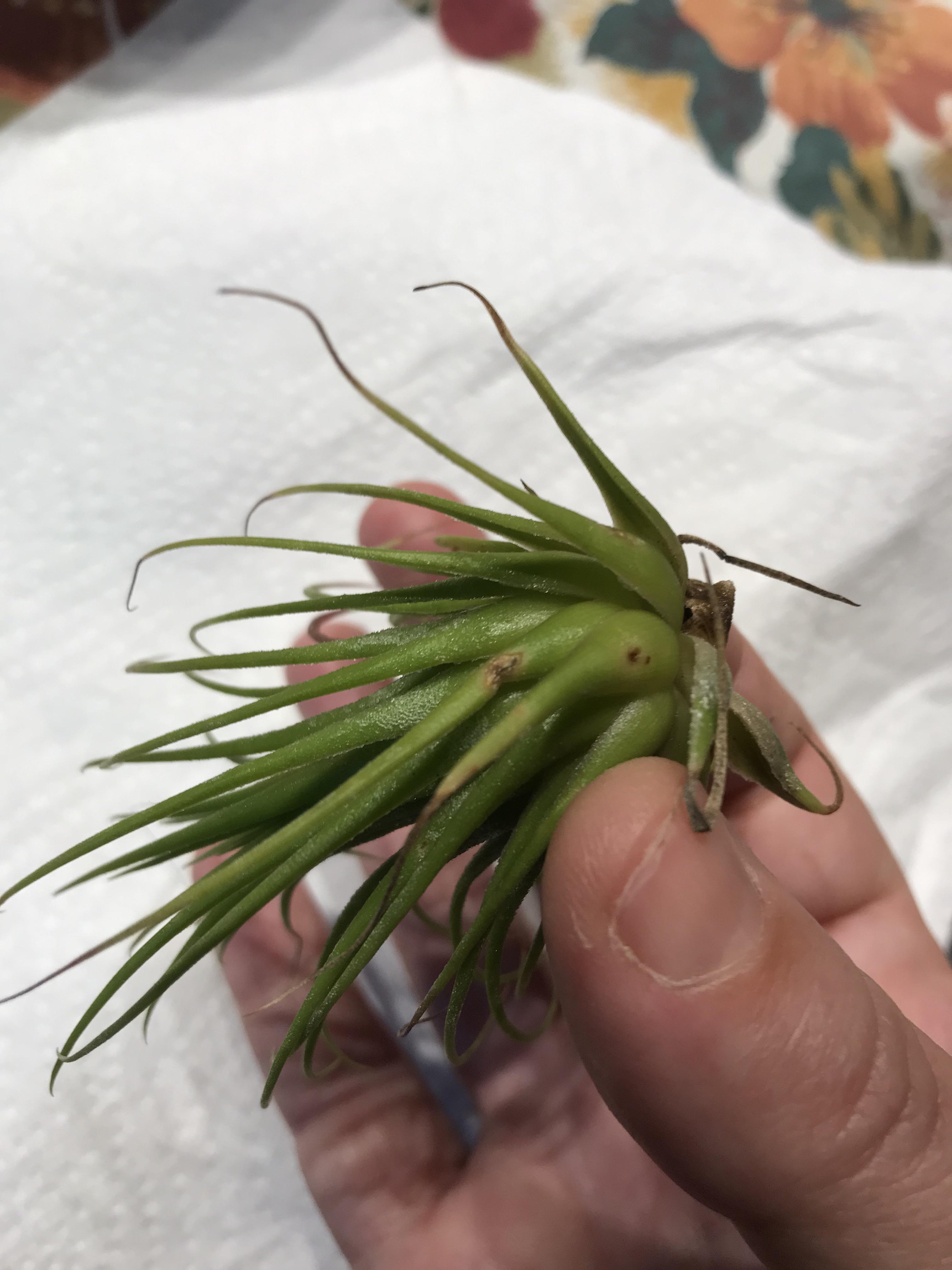 Help. New to airplants. Had this two weeks and just given it a bath. I’m very worried about the