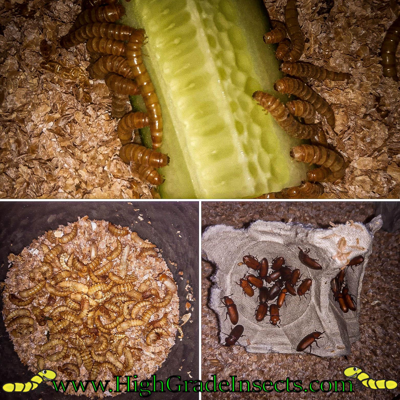 Mealworm Breeding Life Cycle Larvae Pupa Beetle r/insects
