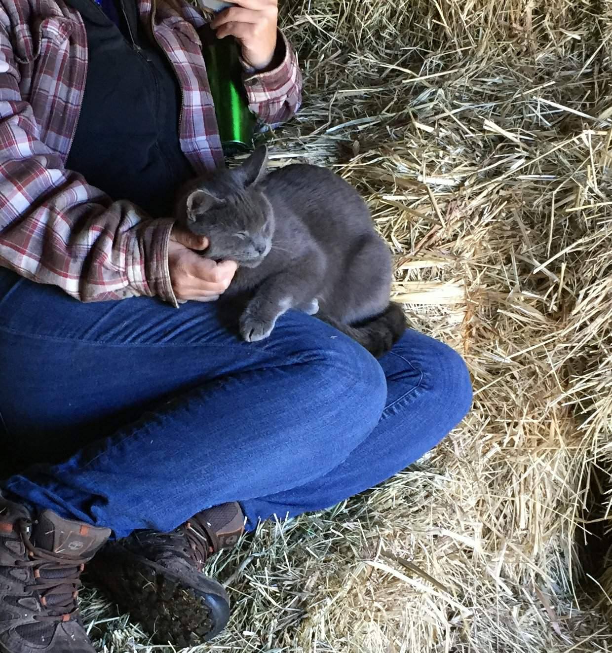 Rest in peace baby girl. You may have been a bad cat mom, but we loved you, barn cat. r/cats