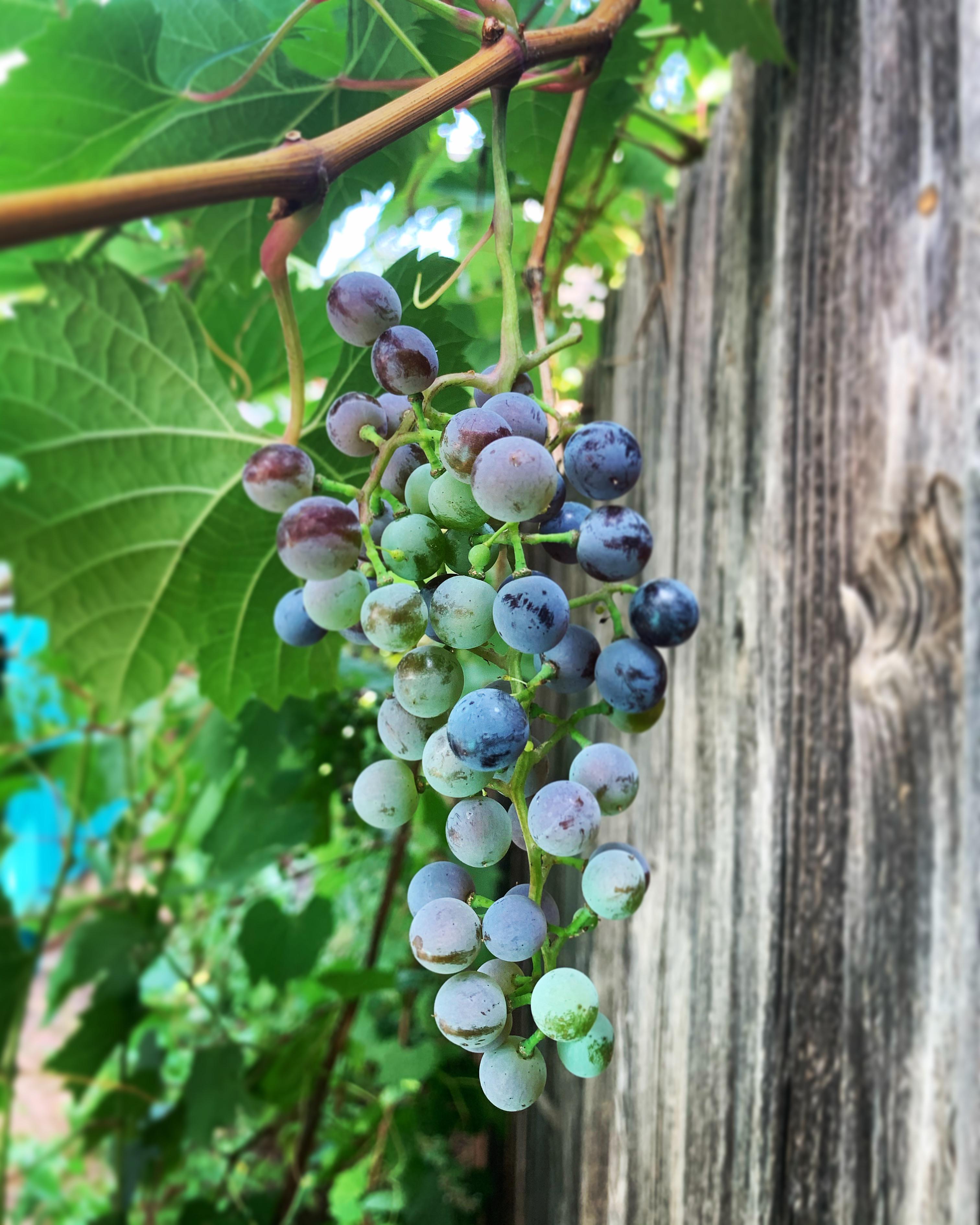 Concord Grapes in Colorado almost ready for harvest!! 💜💚 Colorado