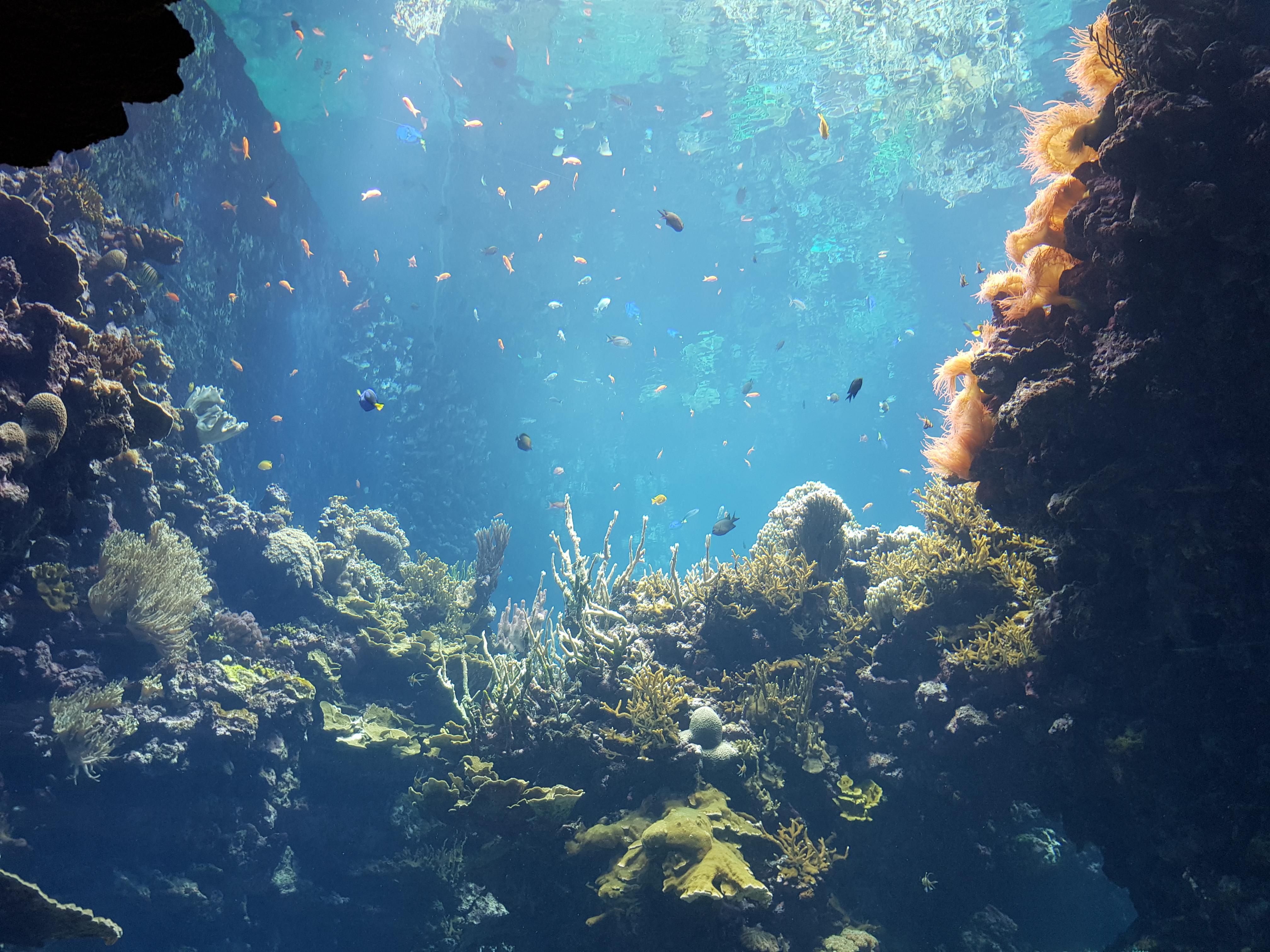 One of the views of the coral reef tank of Burgers' Zoo in Arnhem