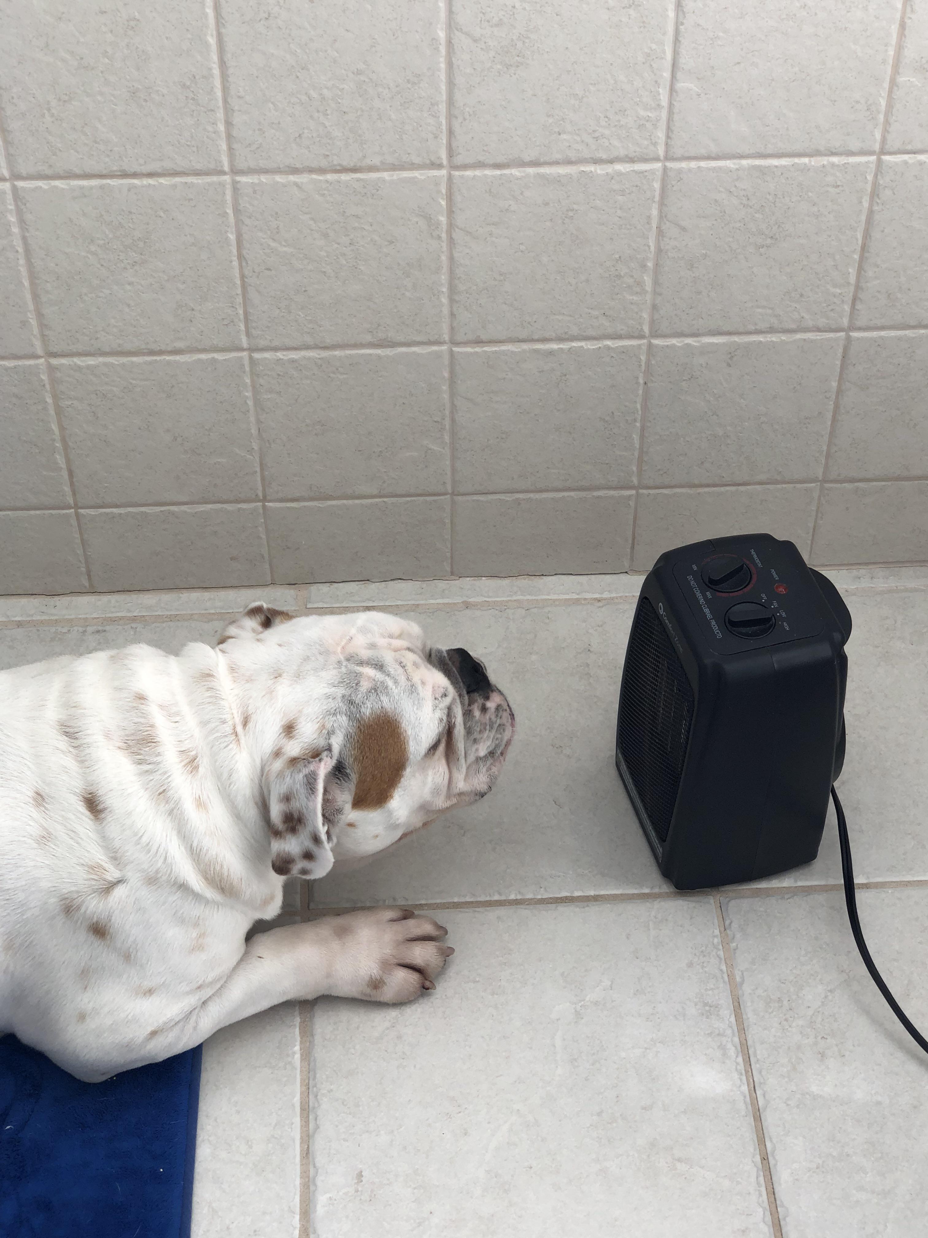Does anyone else’s Bulldog like to lay in front of the space heater