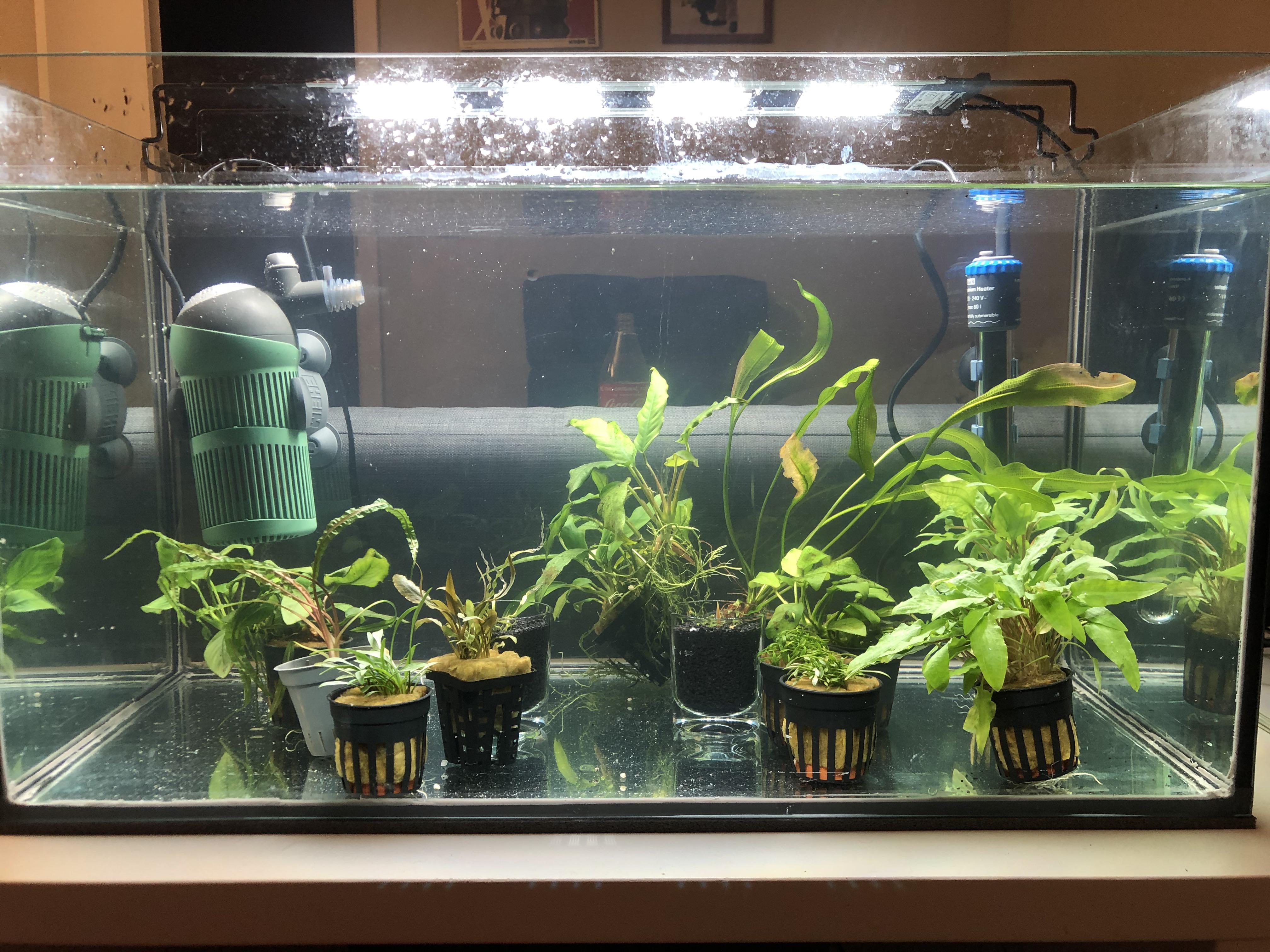 Plants chilling out in my quarantine tank waiting for my tank to get a