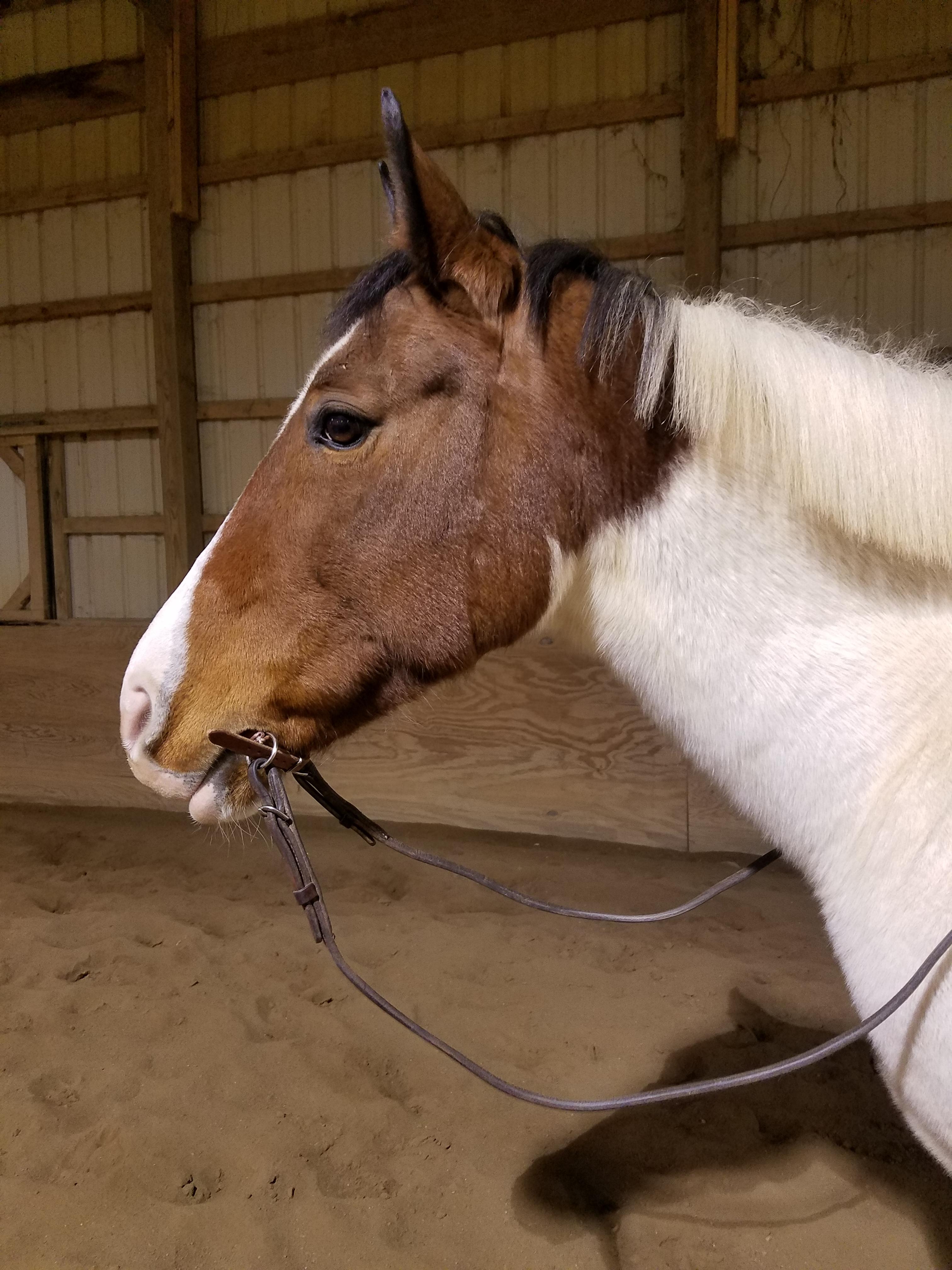 horses & riding horses Had our first ride in a leather war bridle