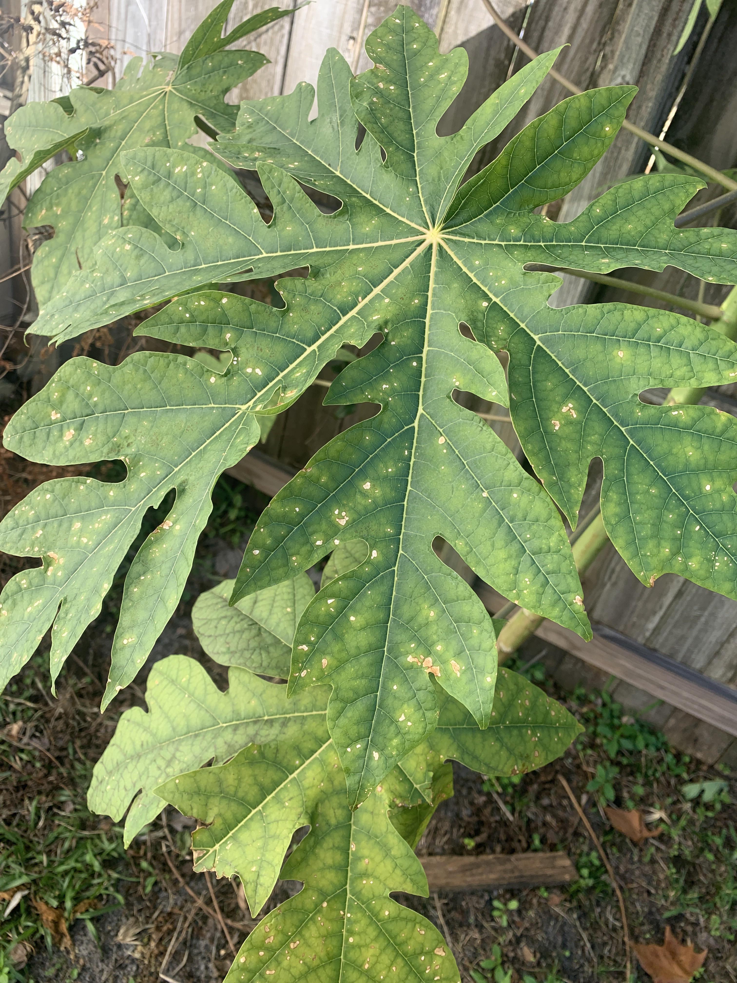 Is my Papaya tree okay? plantclinic
