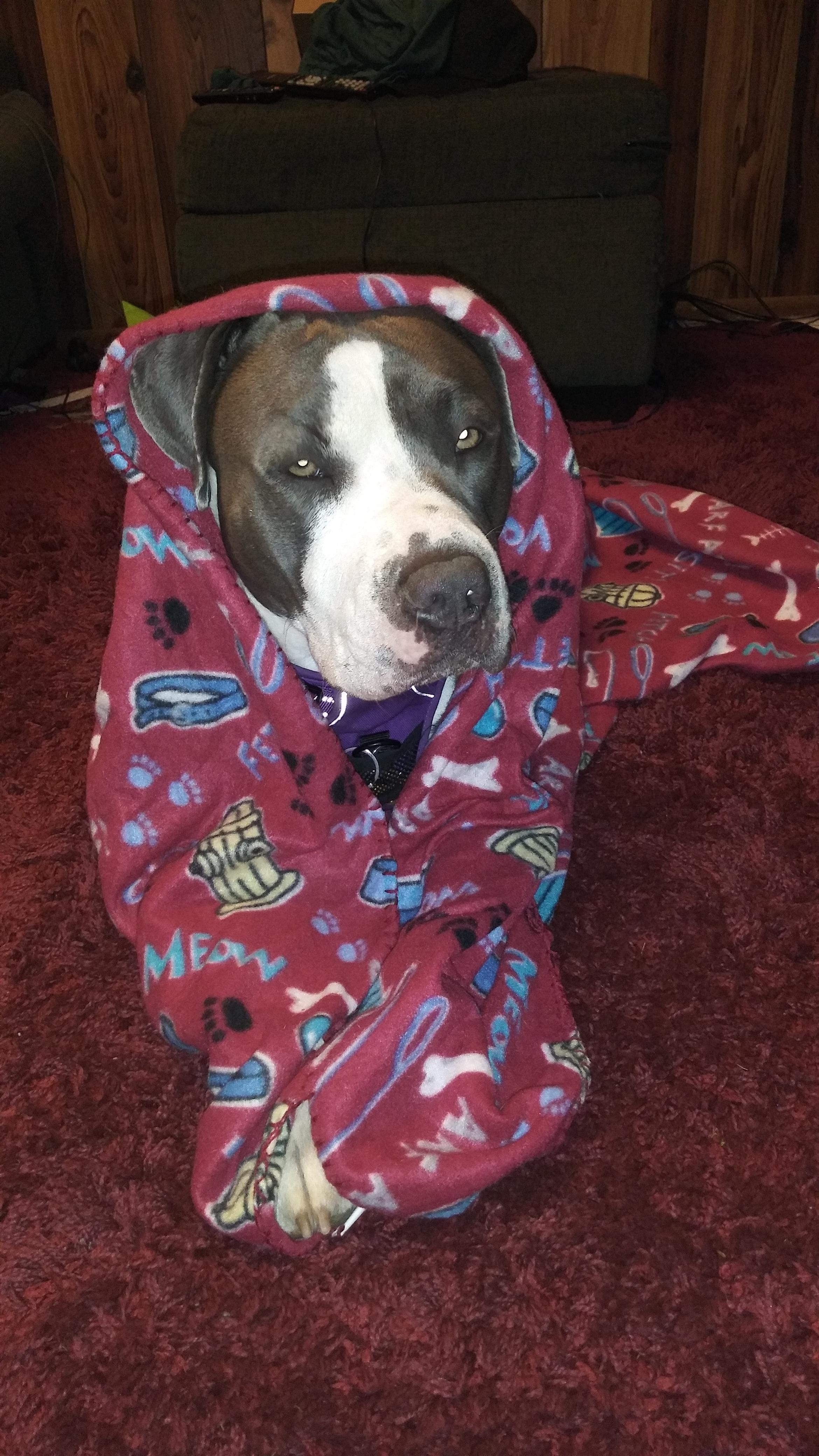 Mornings are getting cold. r/pitbulls