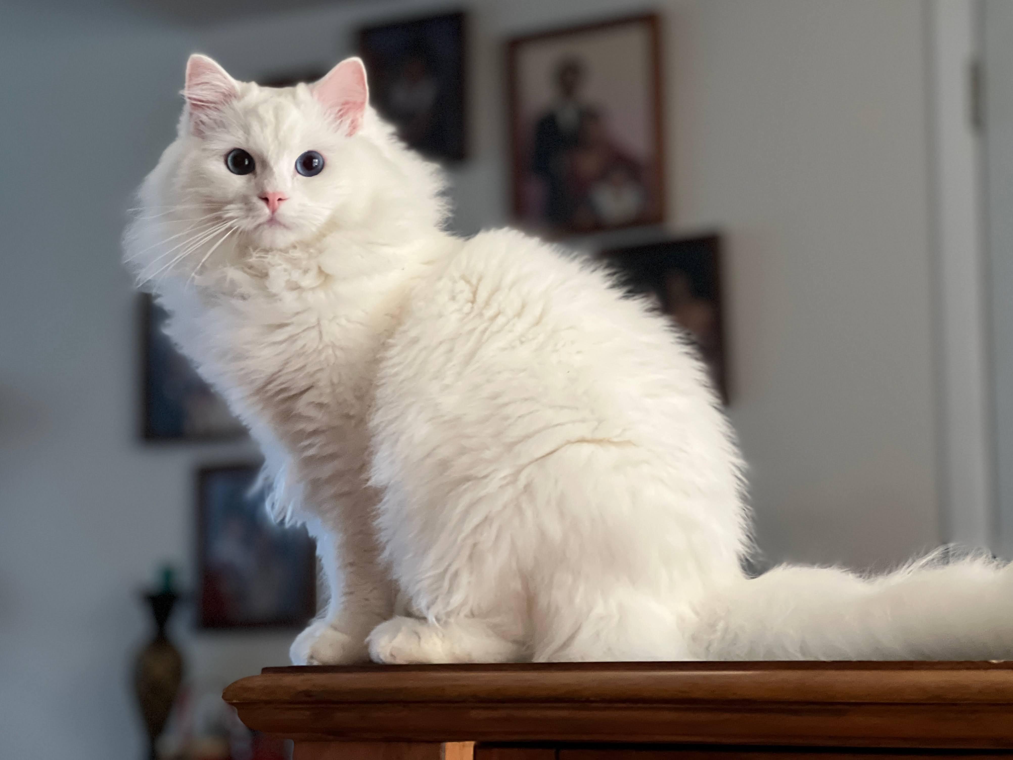 2833 best r/ragdolls images on Pholder Our boy had to get shaved due